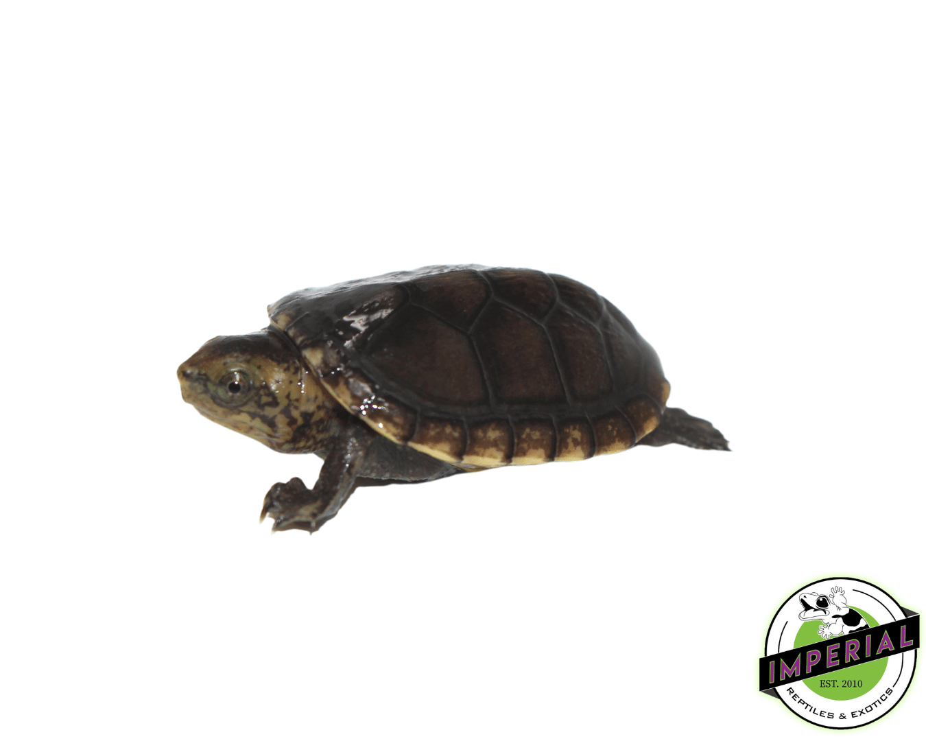 White Lip Mud Turtle Baby — image 2