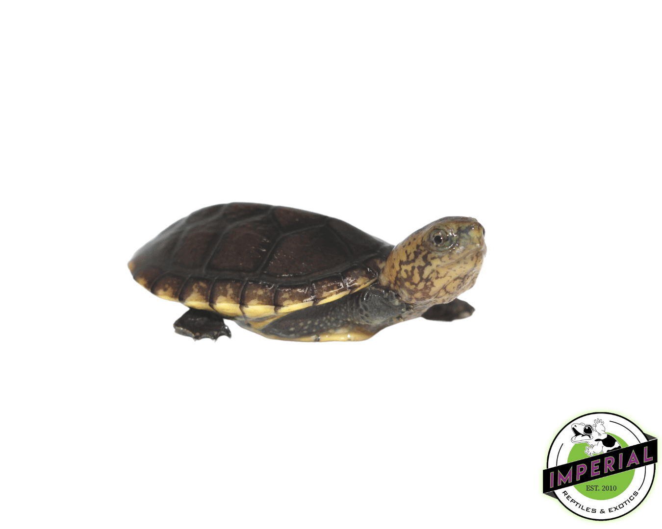 White Lip Mud Turtle Baby