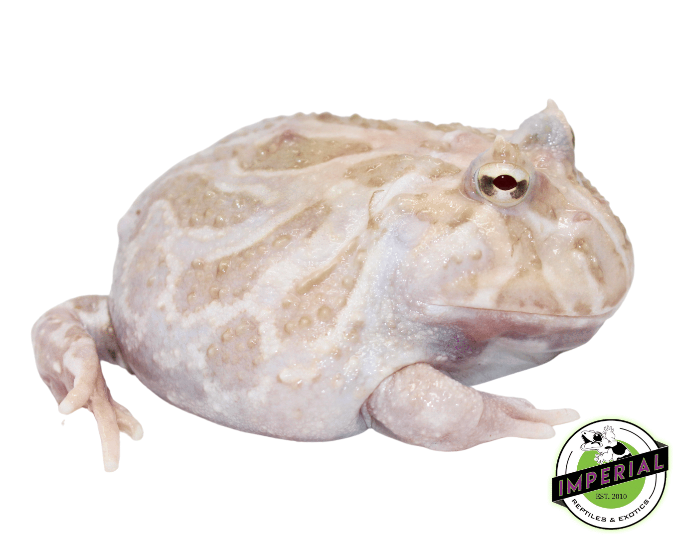 White Mutant Pacman Frog Young Adult Male #4