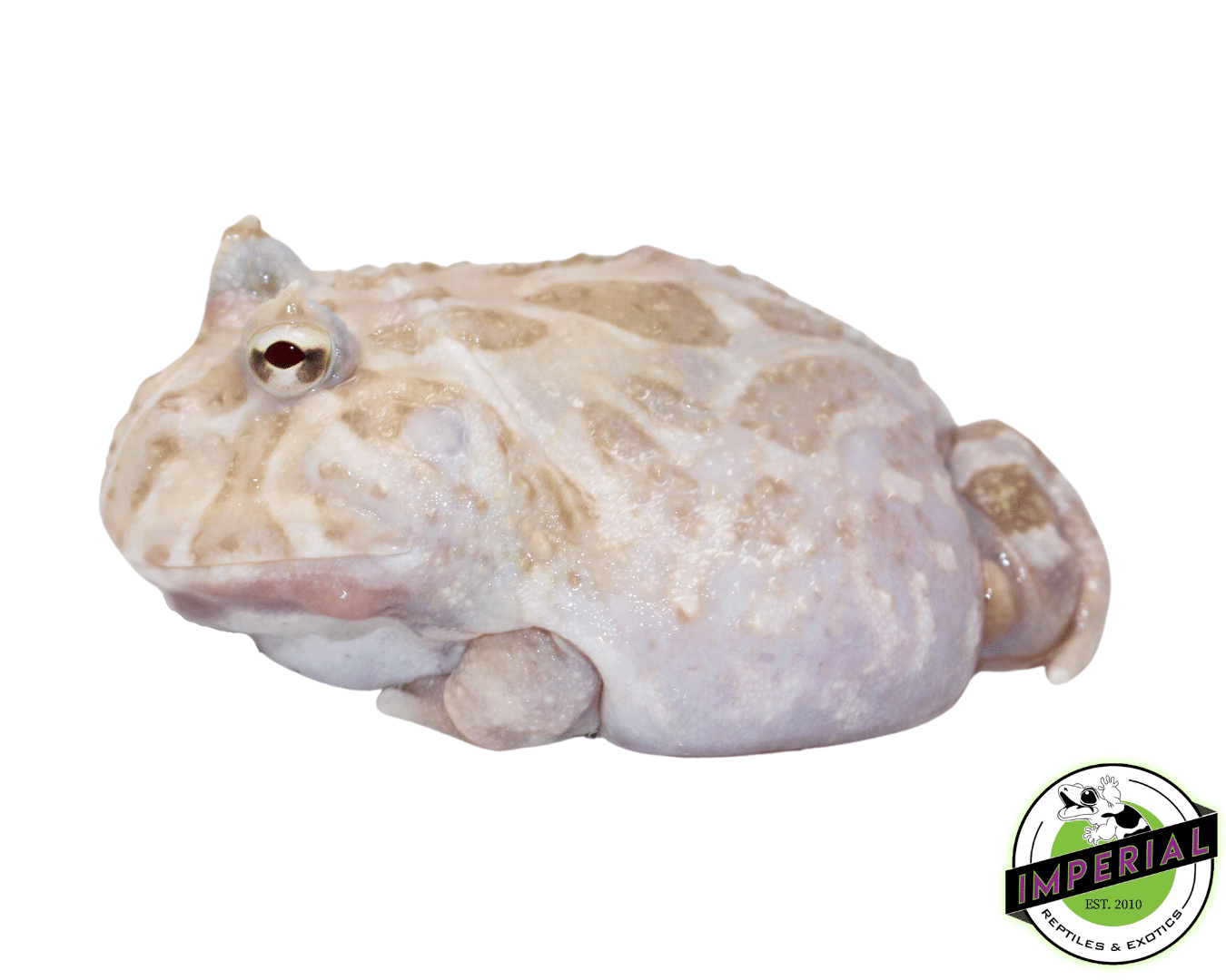 White Mutant Pacman Frog Young Adult Male #4 — image 2