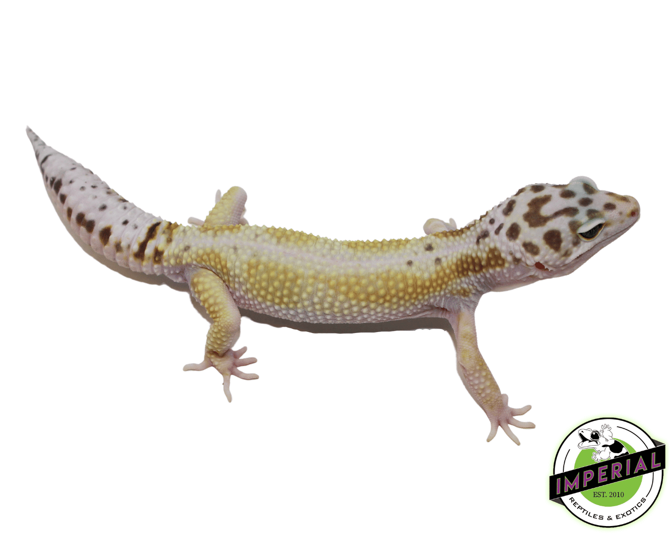 White & Yellow Leopard Gecko Adult — image 2