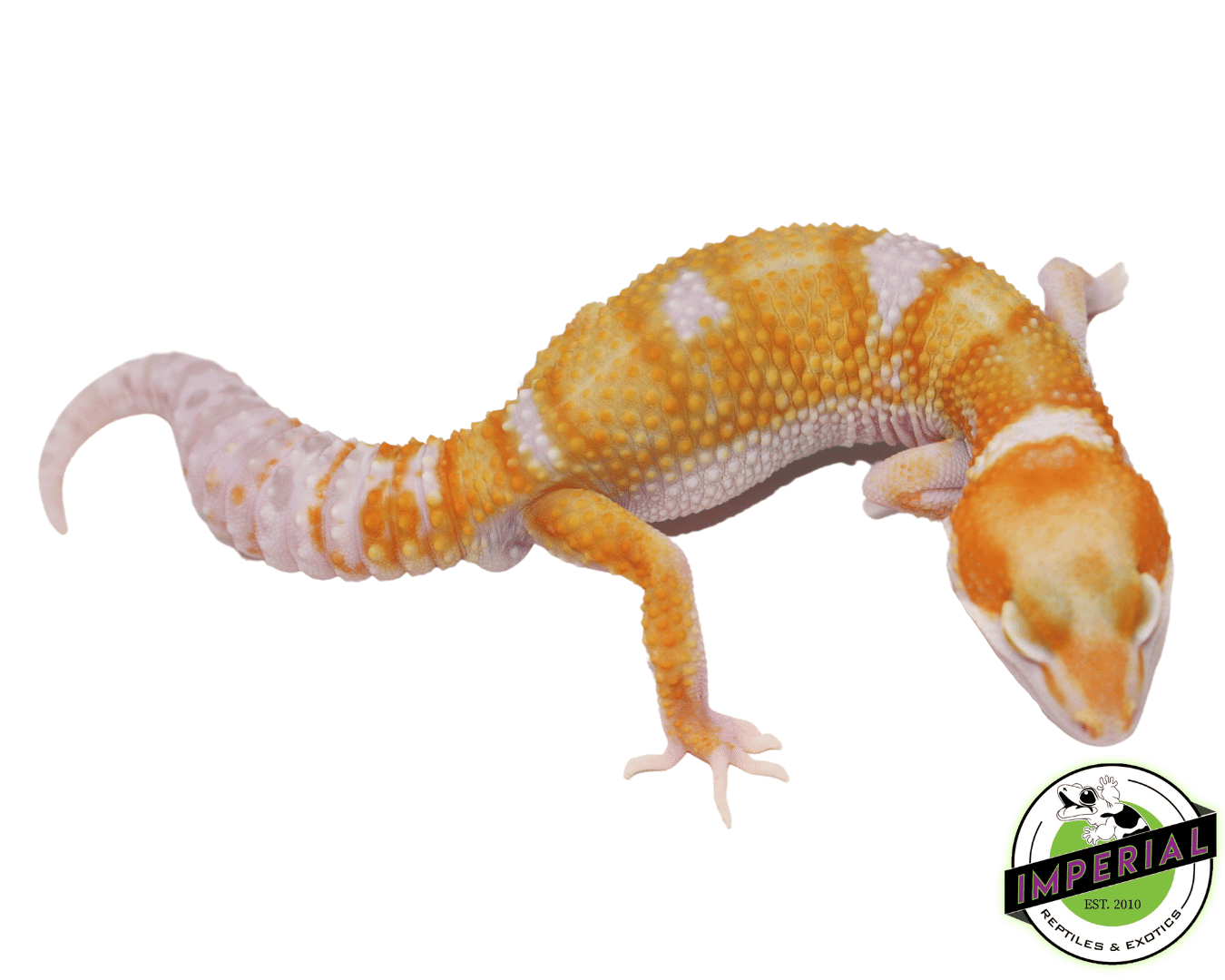 White & Yellow Tremper Adult