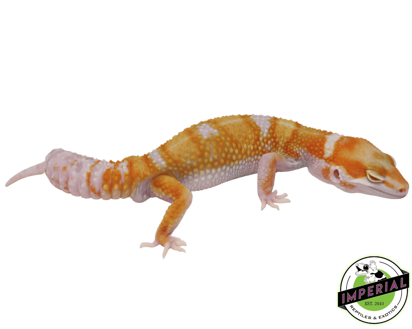 White & Yellow Tremper Adult — image 2