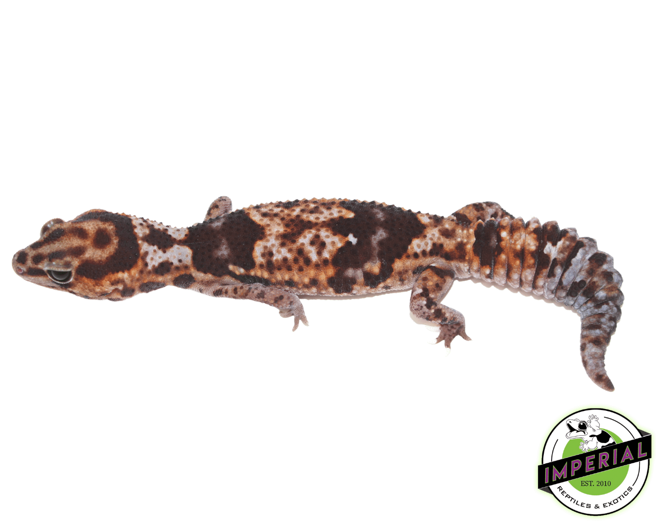 Whiteout 100% het Amel ph Patternless African Fat Tail Gecko Adult Female — image 2