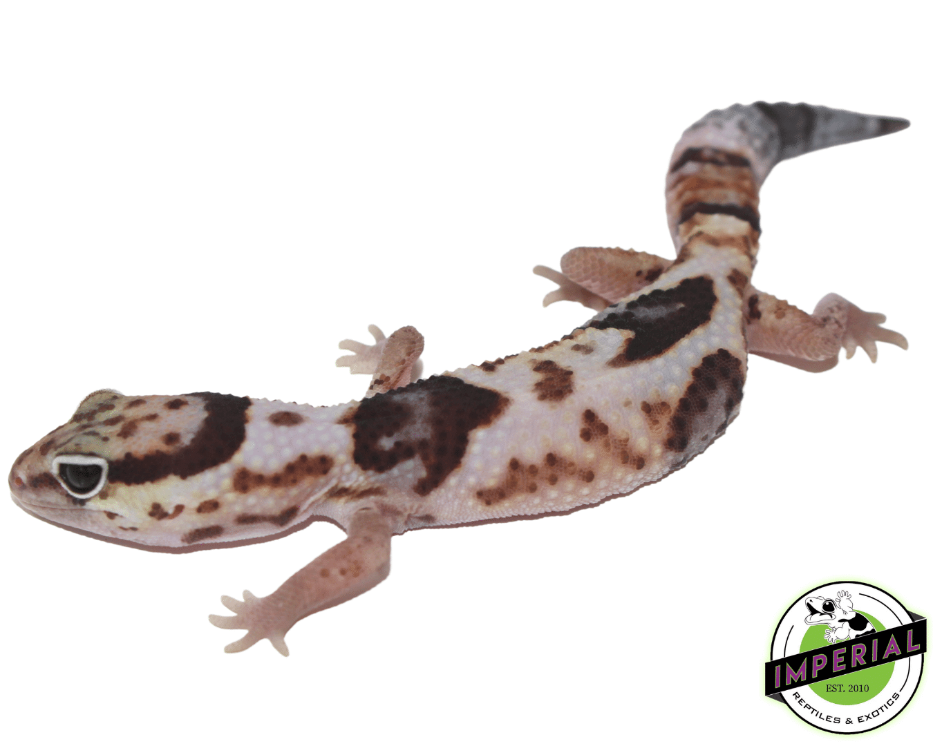 Whiteout African Fat Tail Gecko Baby