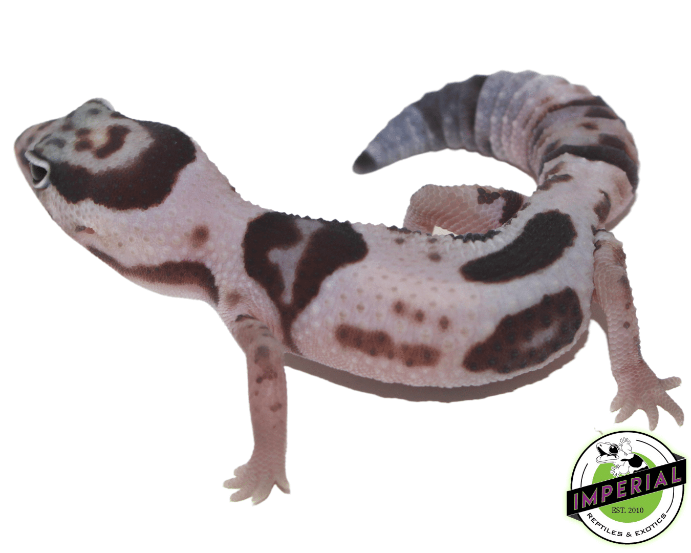 Whiteout African Fat Tail Gecko Baby — image 2