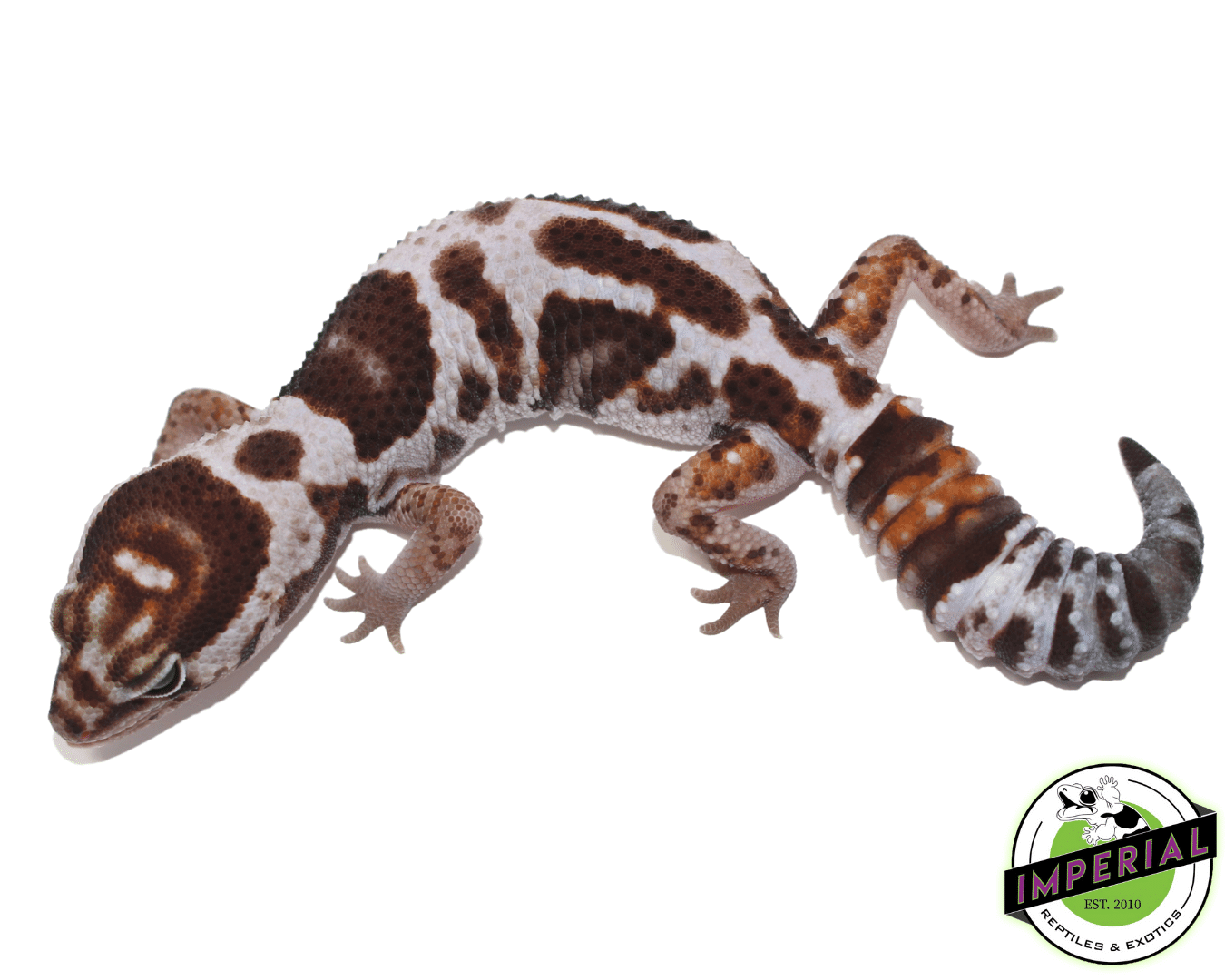 Whiteout African Fat Tail Gecko Baby — image 3