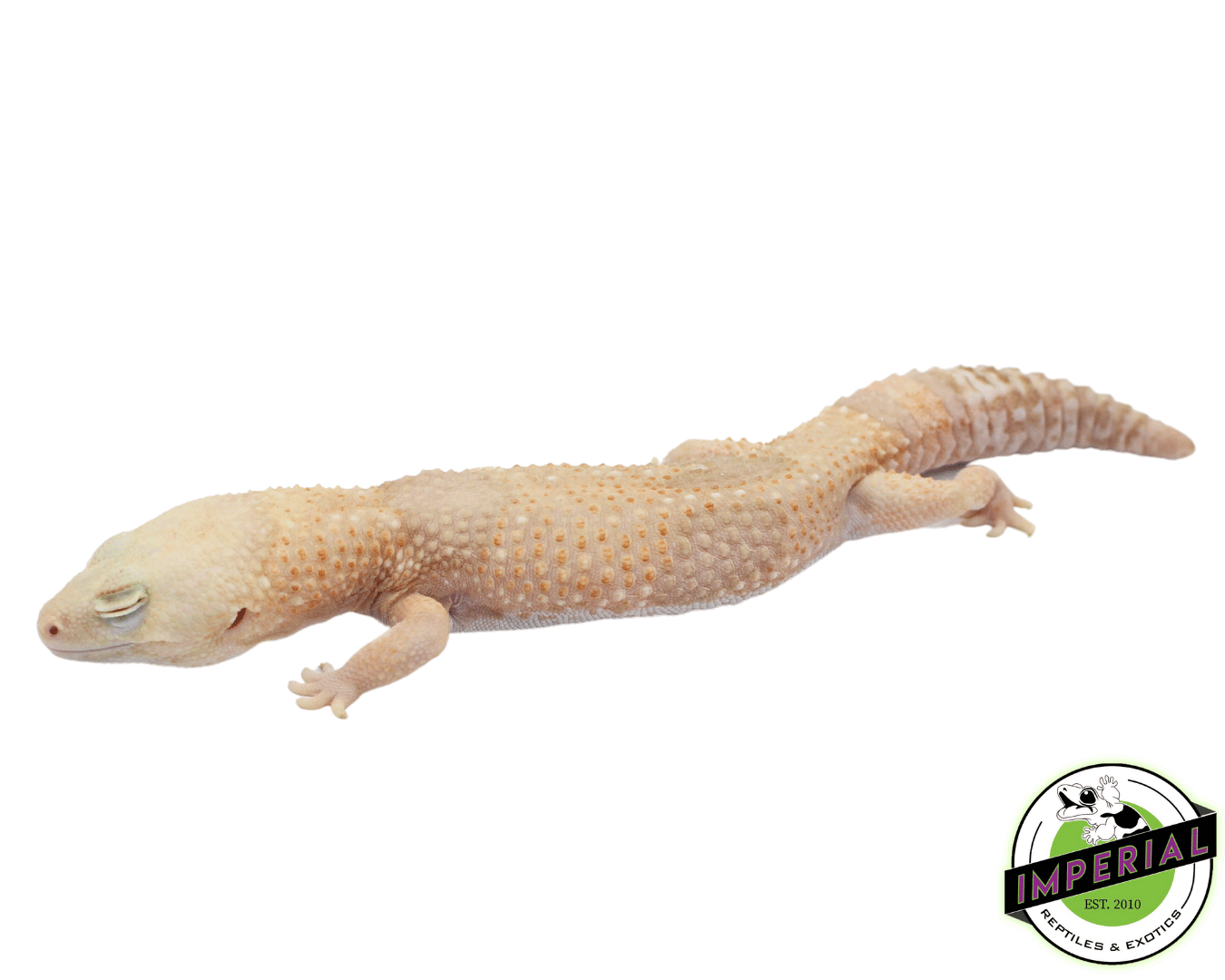 Whiteout Amel African Fat Tail Gecko Adult Male (#73123-01)