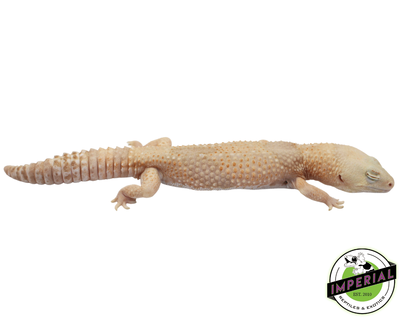 Whiteout Amel African Fat Tail Gecko Adult Male (#73123-01) — image 2