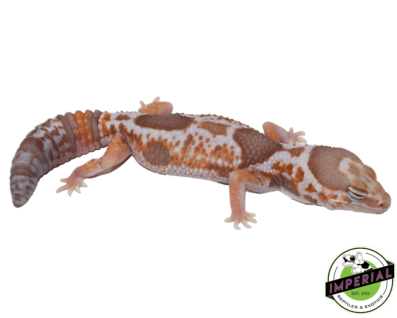 Whiteout Amel African Fat Tail Gecko Adult
