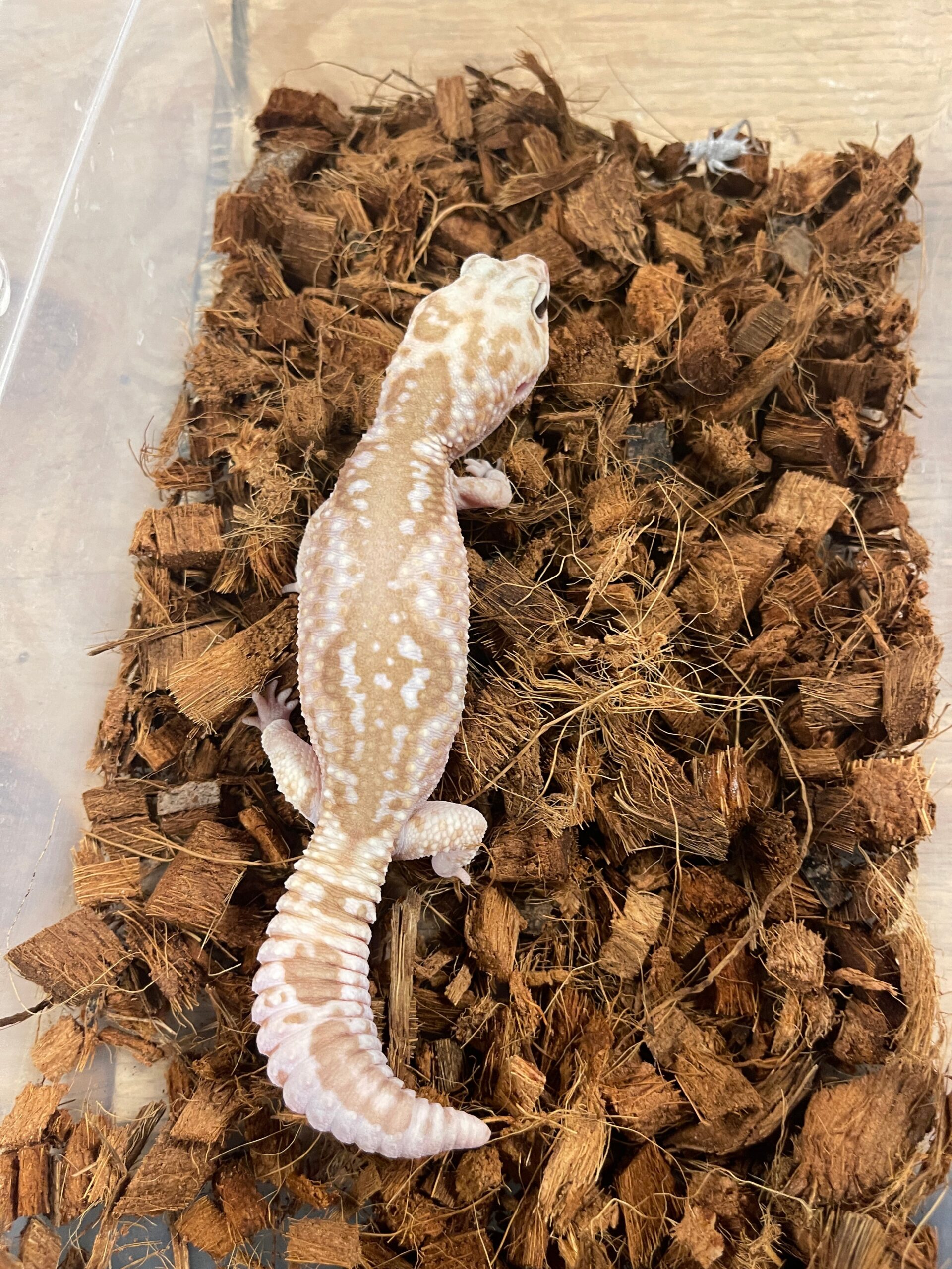 Whiteout Caramel Zulu African Fat Tail Gecko Adult Male — image 2