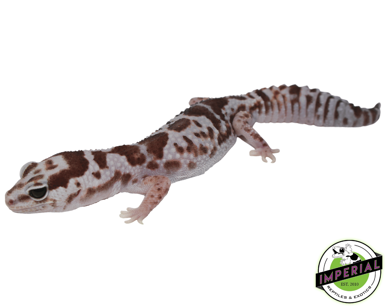 Whiteout Fat Tail Gecko Adult