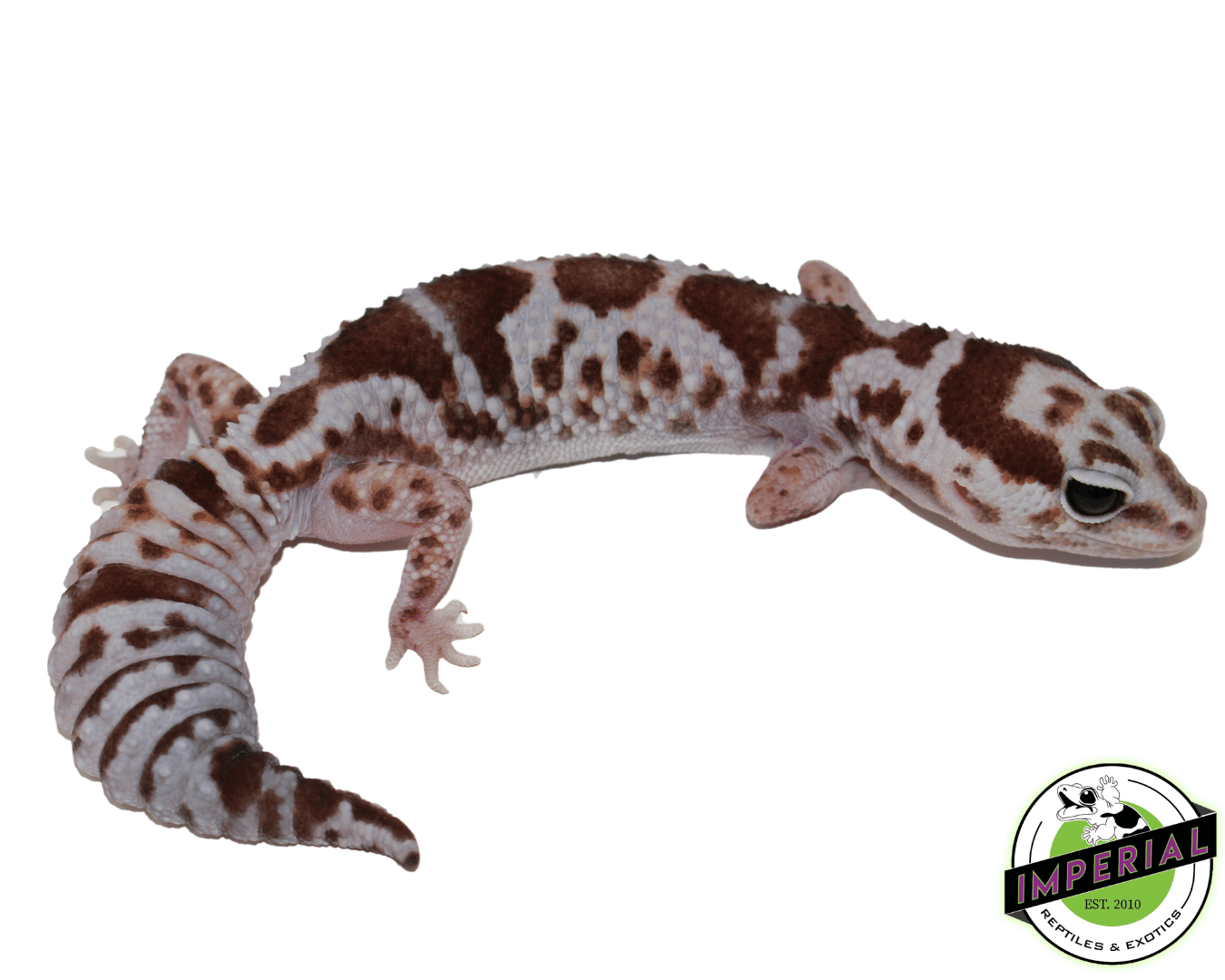 Whiteout Fat Tail Gecko Adult — image 3