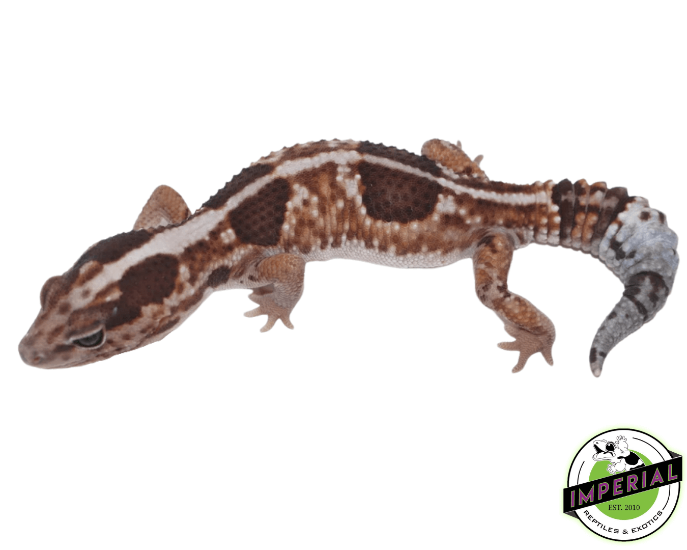 Whiteout Het Caramel African Fat Tail Gecko — image 2