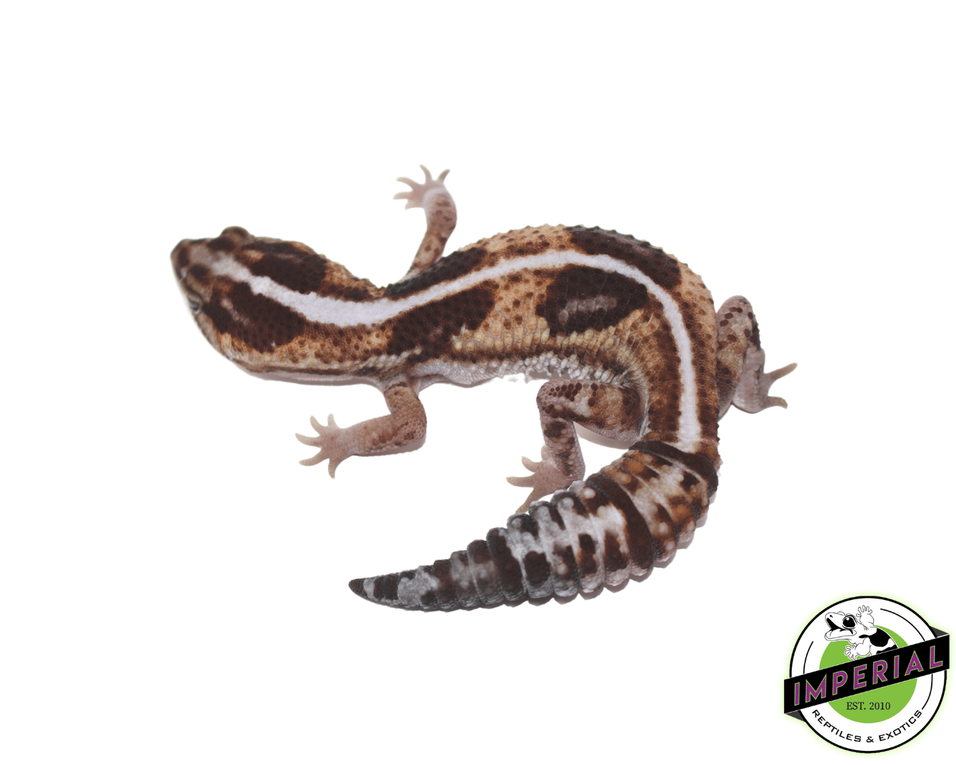 Whiteout Het Oreo ph Patty African Fat Tail Gecko — image 2