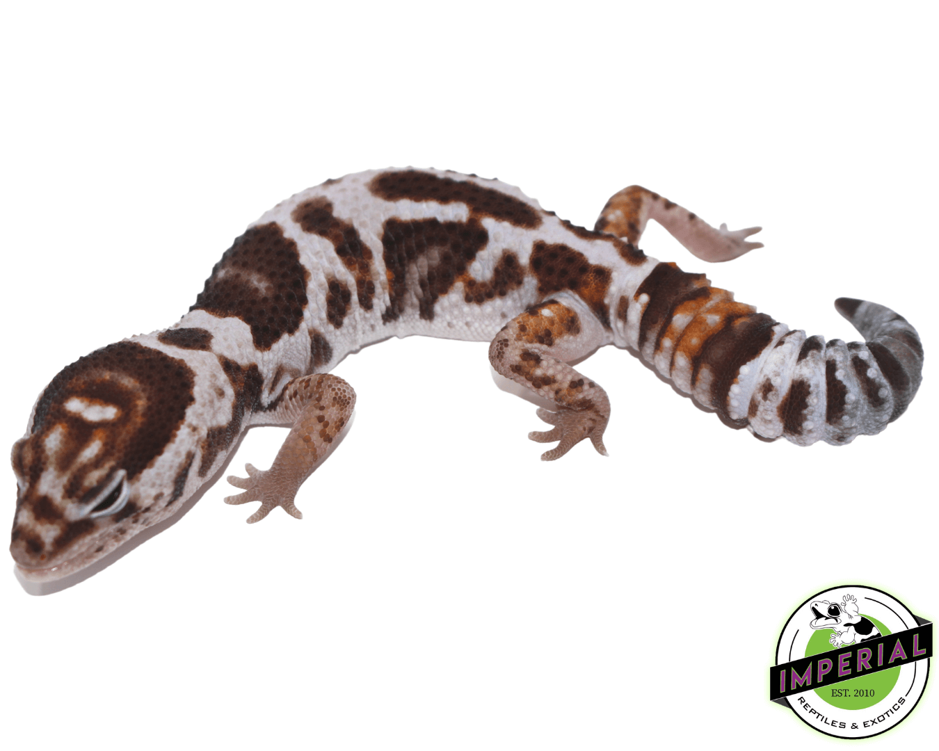 Whiteout Het Snow (OreoxCaramel) Fat Tail Gecko — image 2
