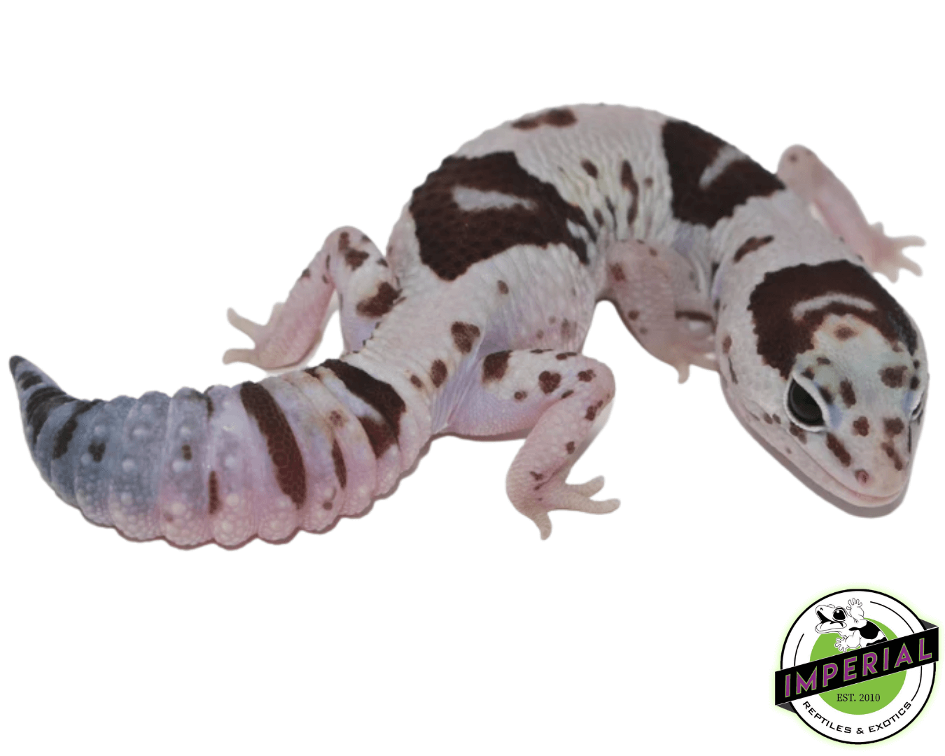 Whiteout Oreo 100% het. Caramel African Fat Tail Gecko — image 2