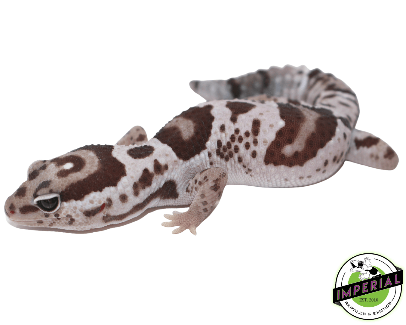 Whiteout Oreo 100% het. Caramel African Fat Tail Gecko — image 3
