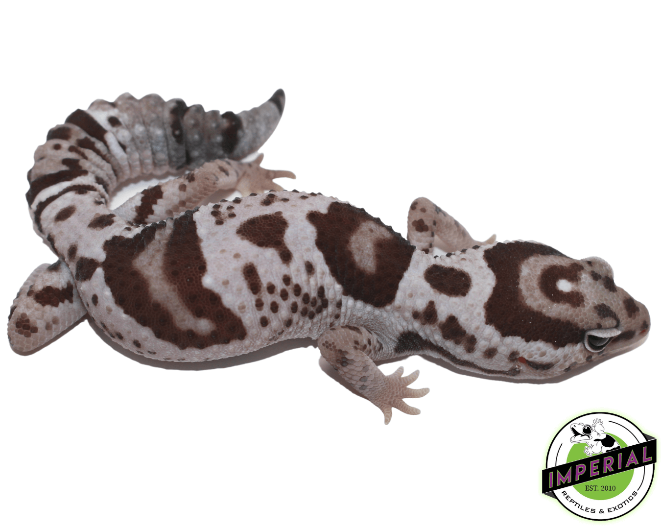 Whiteout Oreo 100% het. Caramel African Fat Tail Gecko