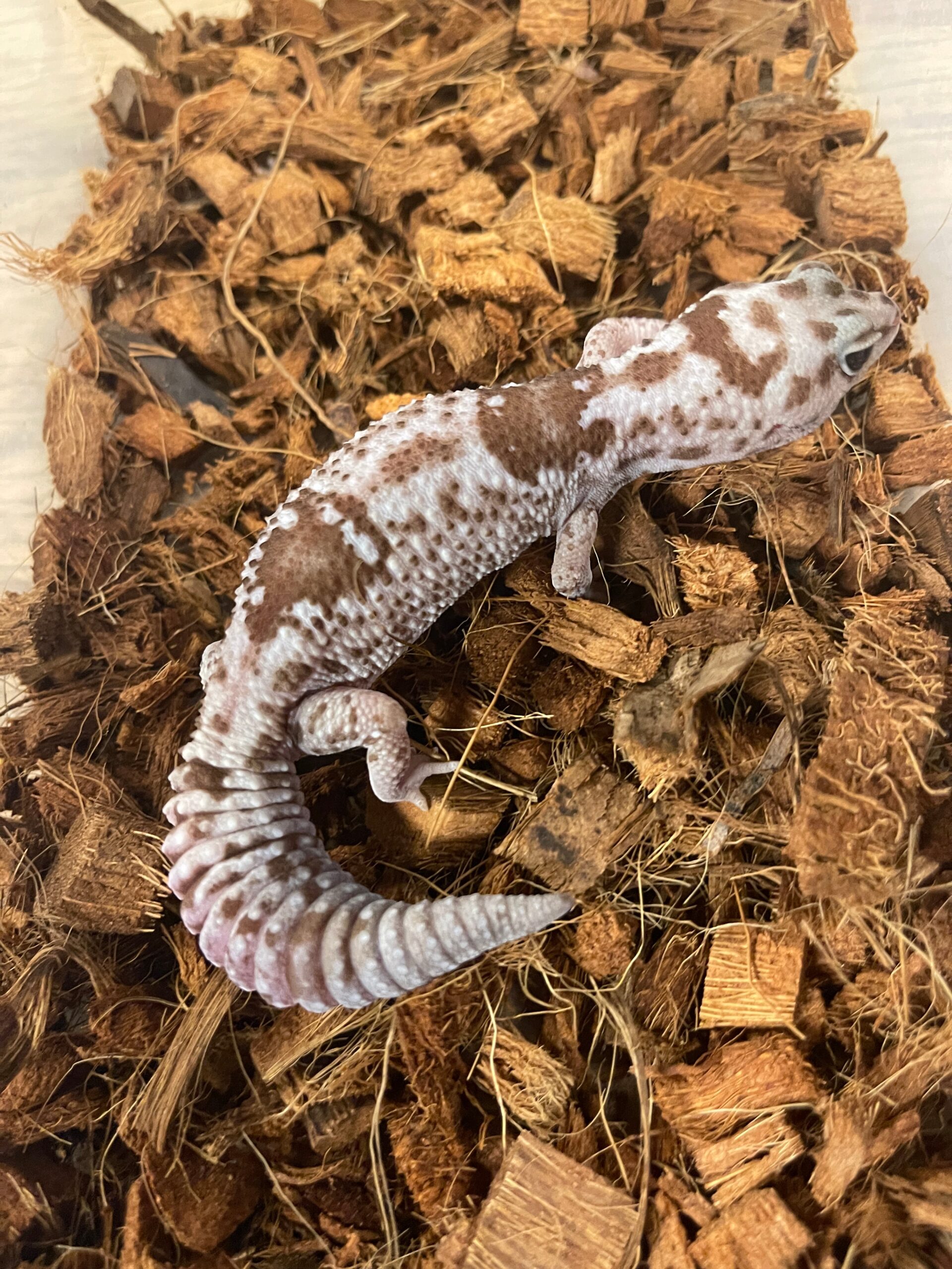 Whiteout Oreo Zulu African Fat Tail Gecko Adult — image 2