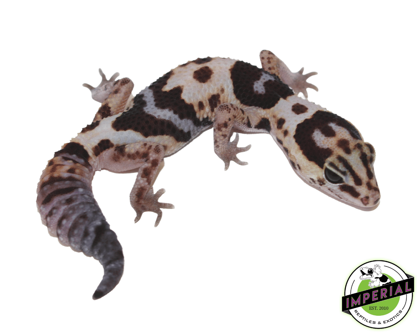 Whiteout ph Amel Oreo African Fat Tail Gecko Adult Male — image 2