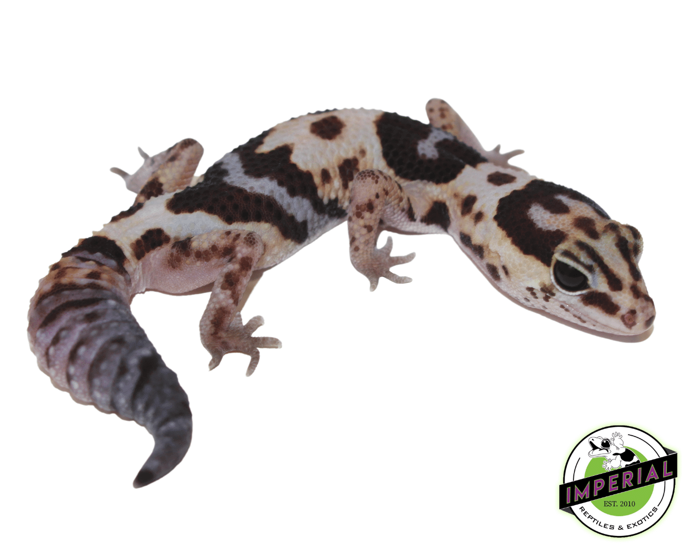 Whiteout ph Amel Oreo African Fat Tail Gecko Adult Male