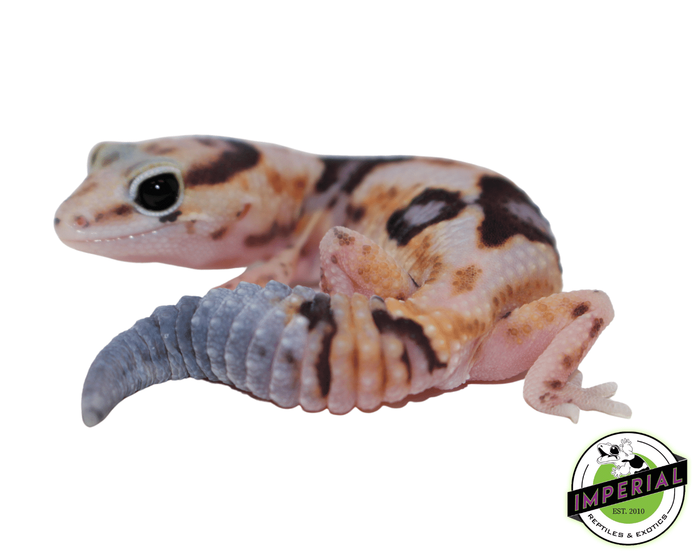 Whiteout ph Amel Zulu African Fat Tail Gecko