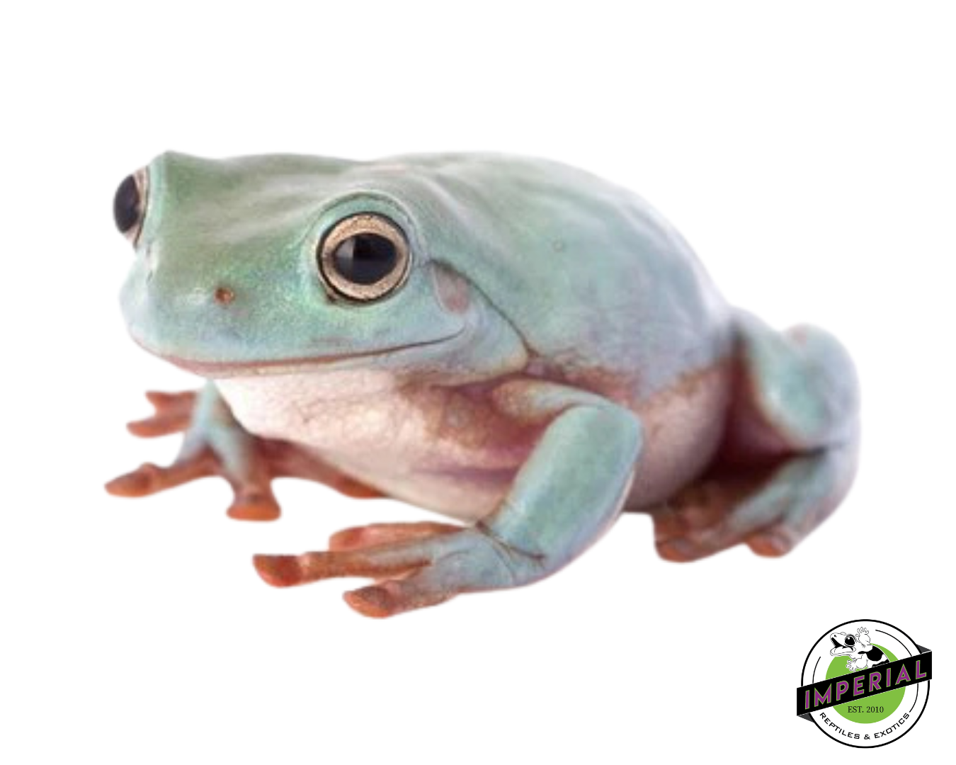 White's Tree Frog (Blue Phase)