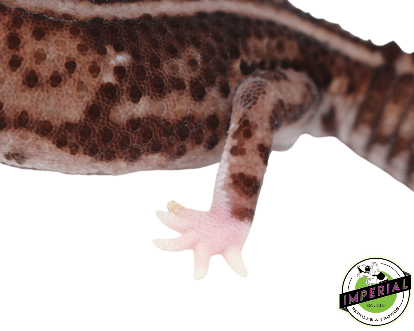 Whitesock Whiteout African Fat Tail Gecko Adult Female — image 2