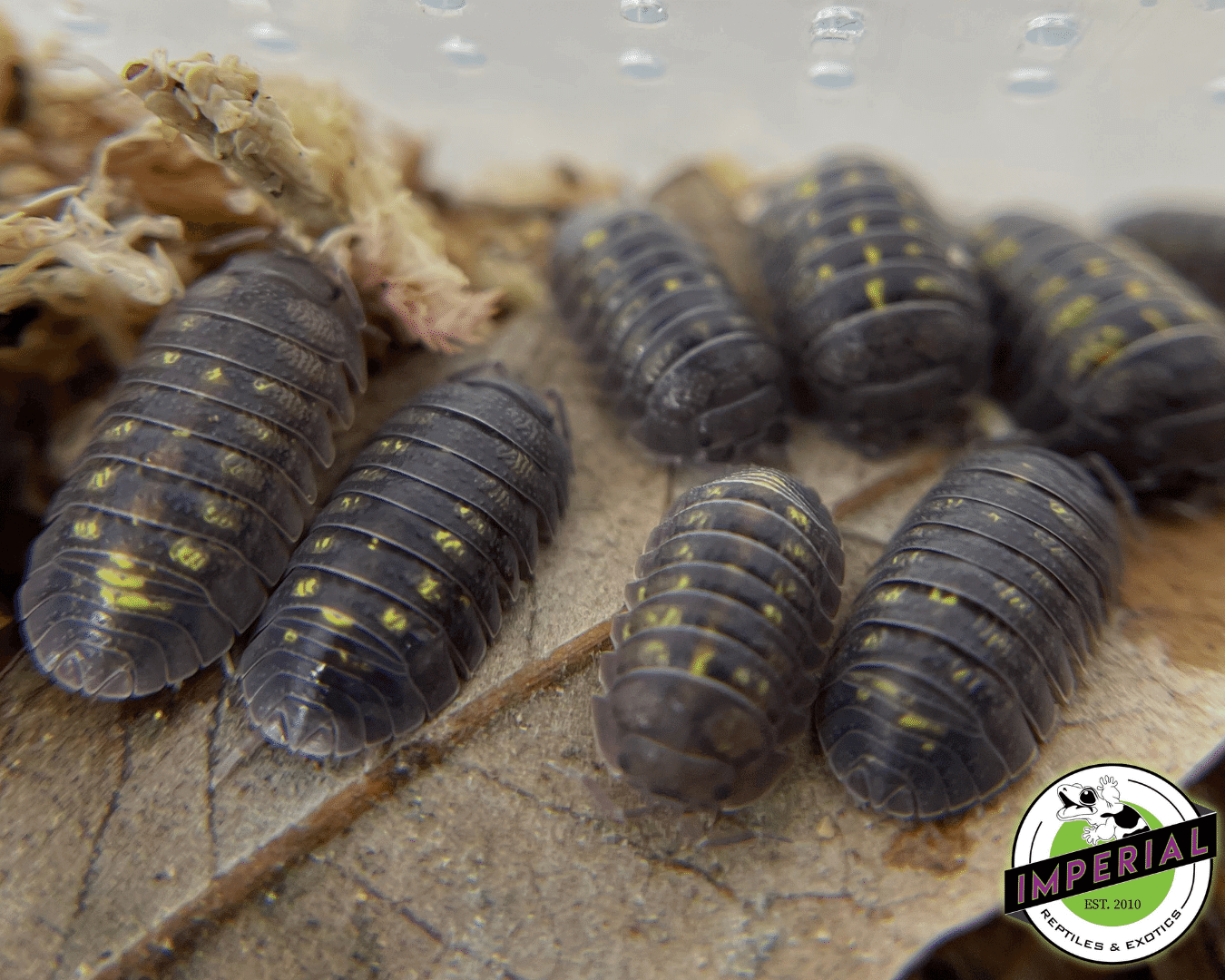 Wild Type Laevis Isopods — image 3