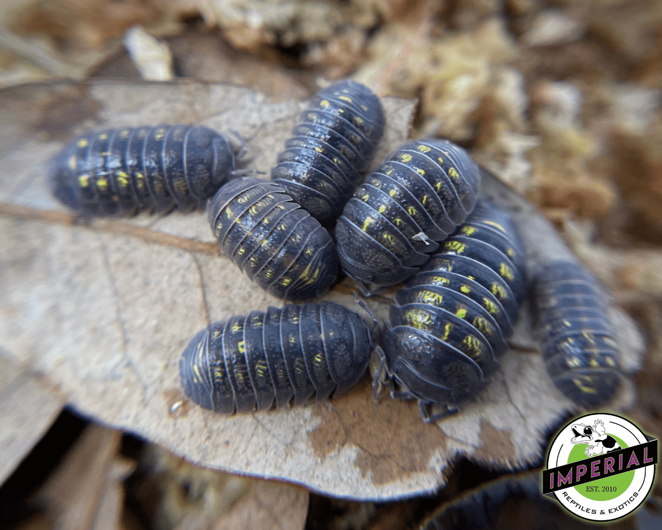 Wild Type Laevis Isopods — image 2