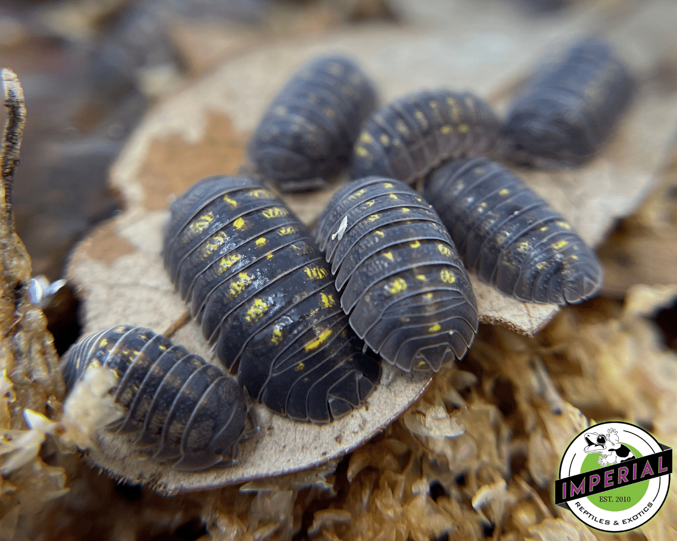 Wild Type Laevis Isopods