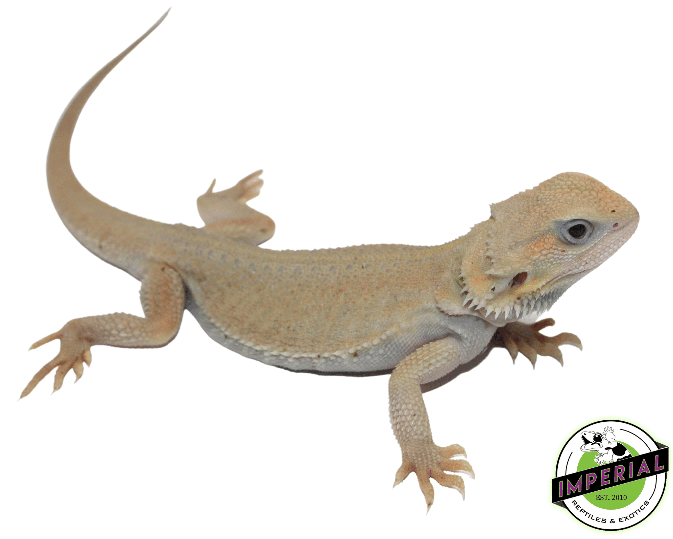 Witblits Hypo Trans Bearded Dragon