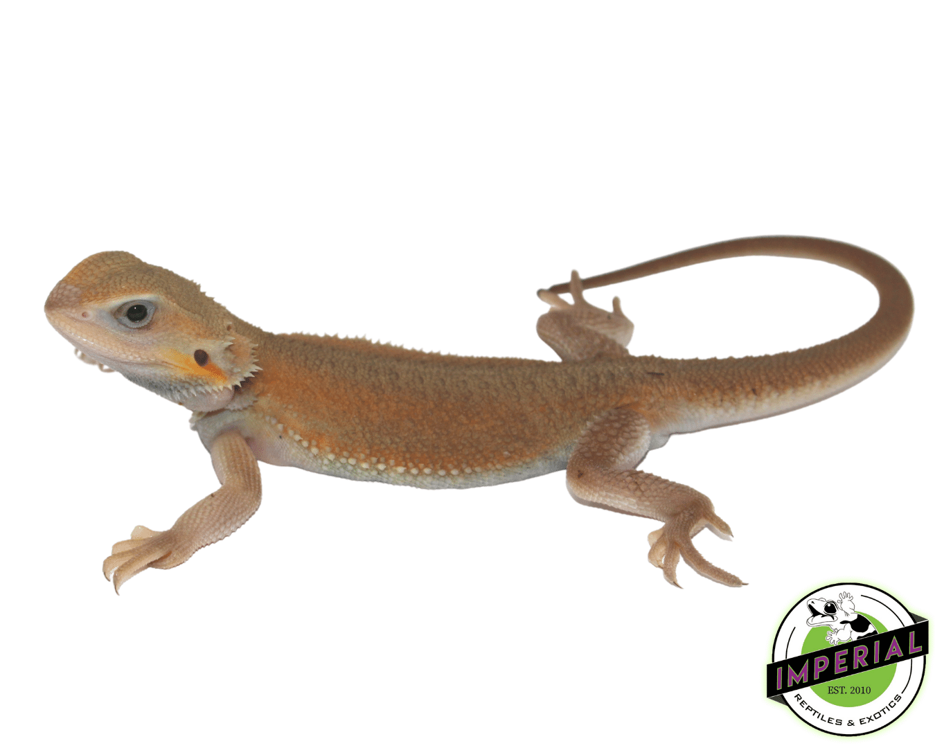 Witblits Translucent Bearded Dragon