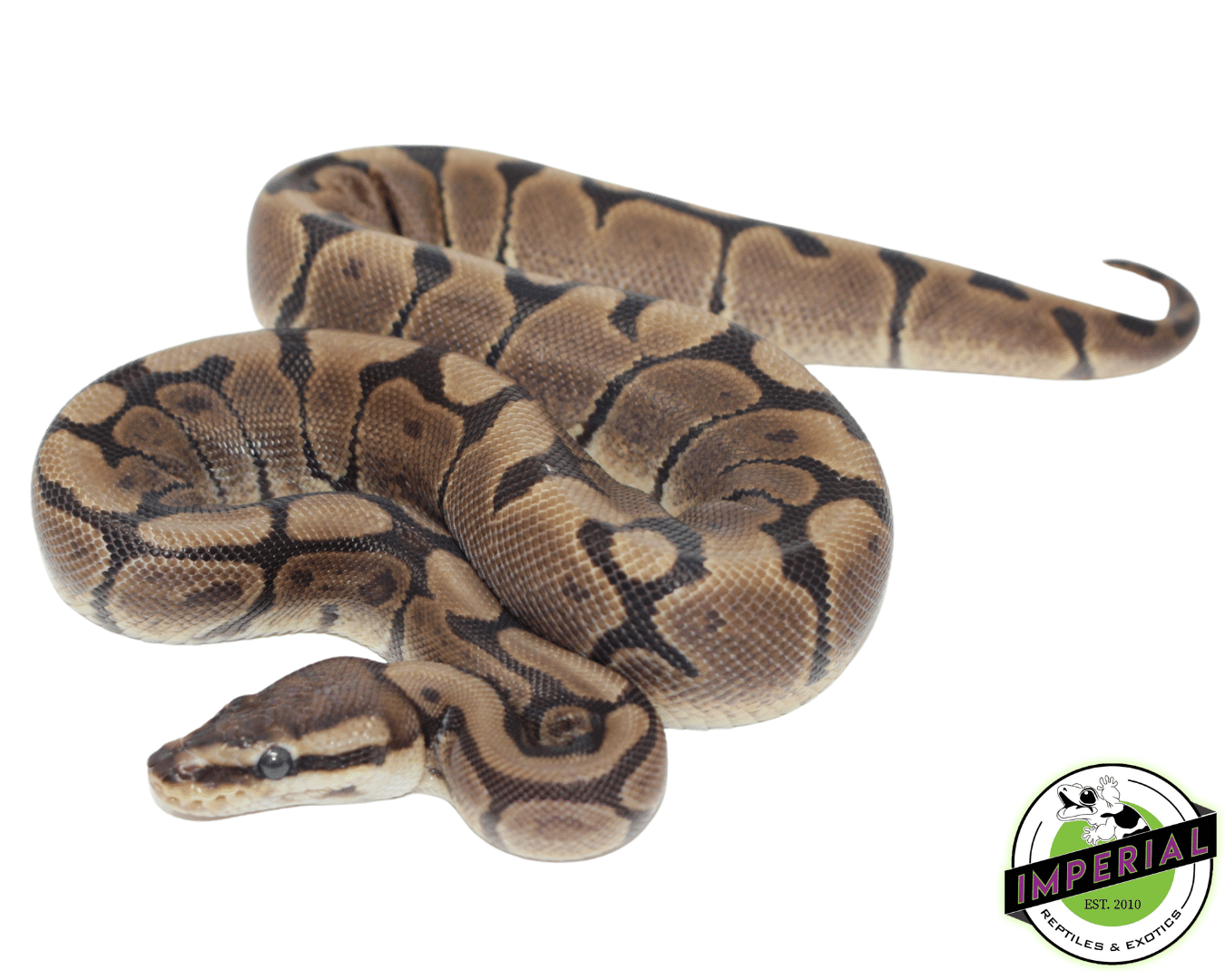 Woma Ball Python