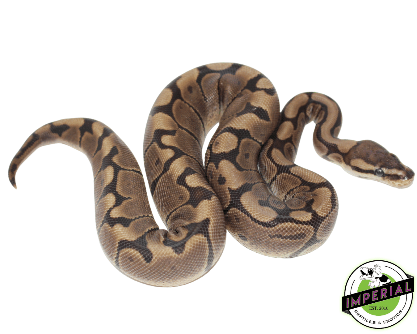 Woma Ball Python — image 2