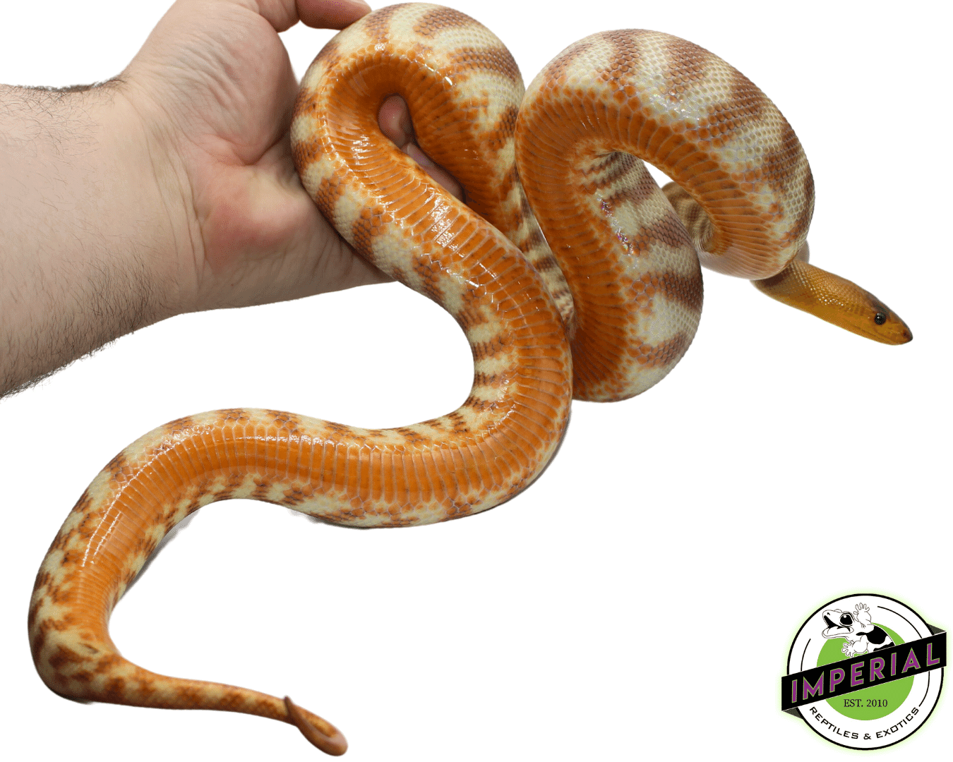 Woma Python Adult Female #5 — image 2