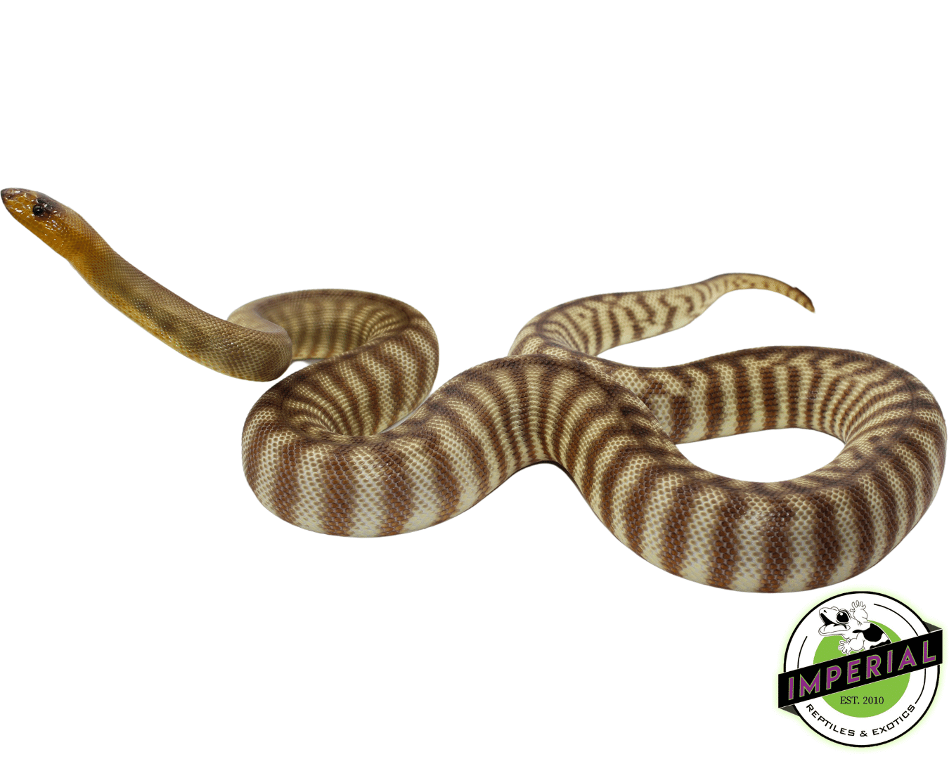 Woma Python Adult Female (FRONT) — image 2
