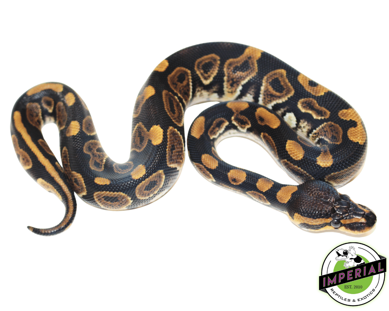 Wookie Ball Python