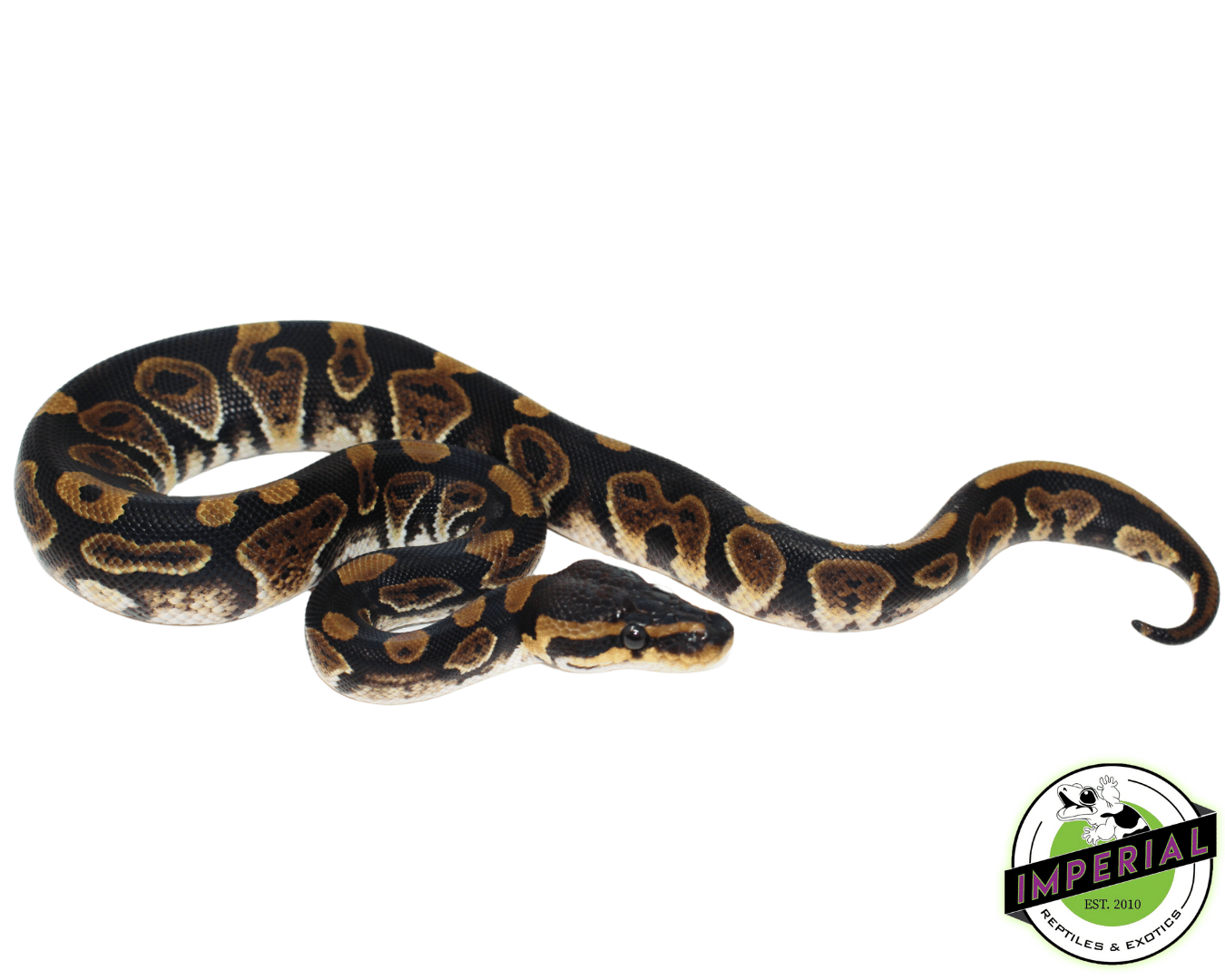 Wookie Ball Python — image 2