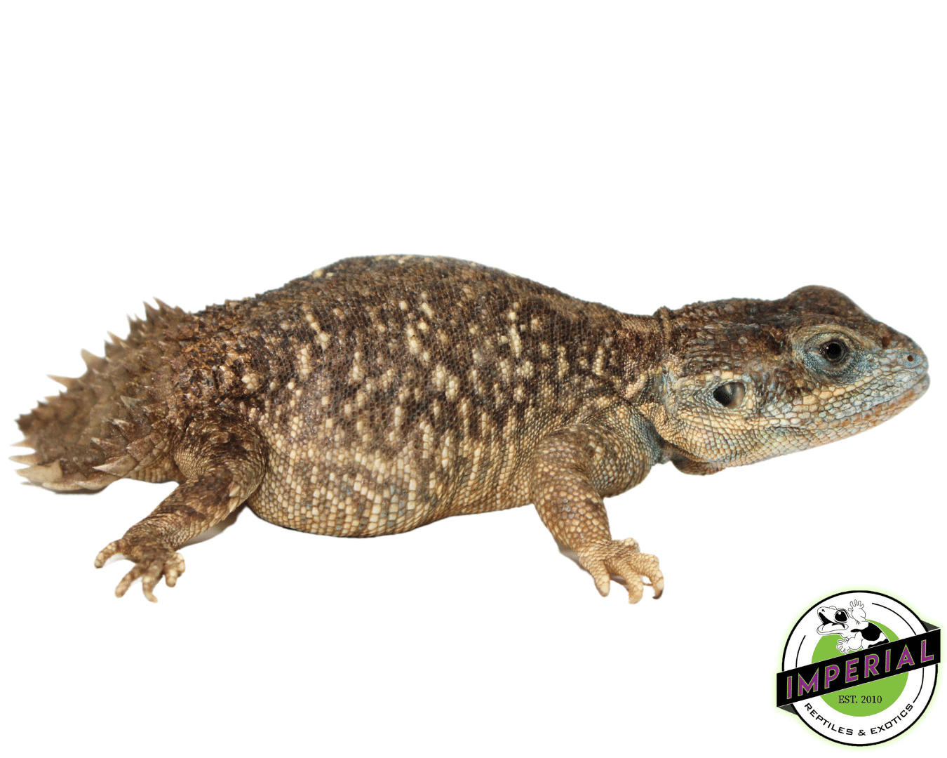 Xenagama Shield Tail Agama