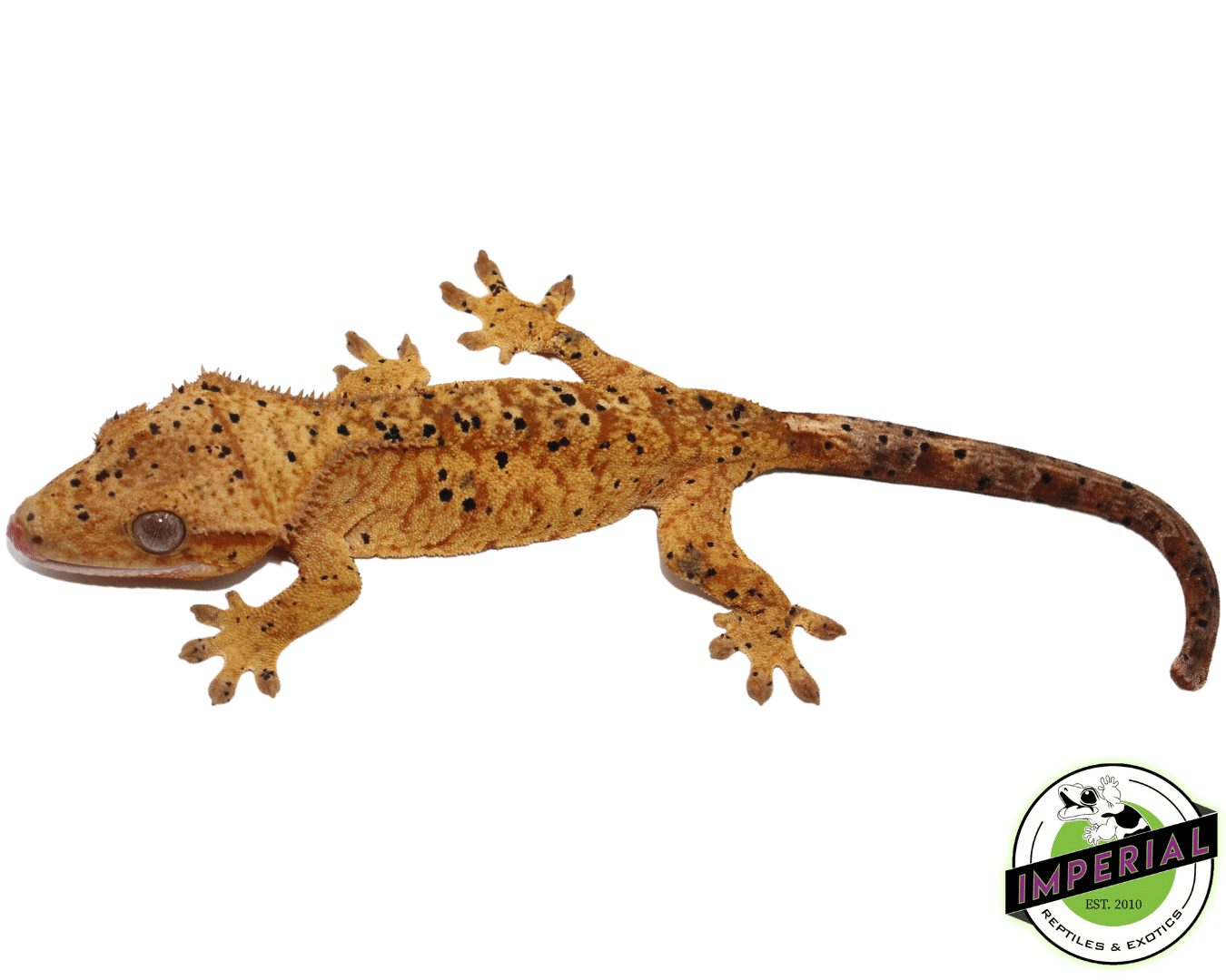 Yellow Brindle Dalmatian Crested Gecko pos Female (#101223-I14)