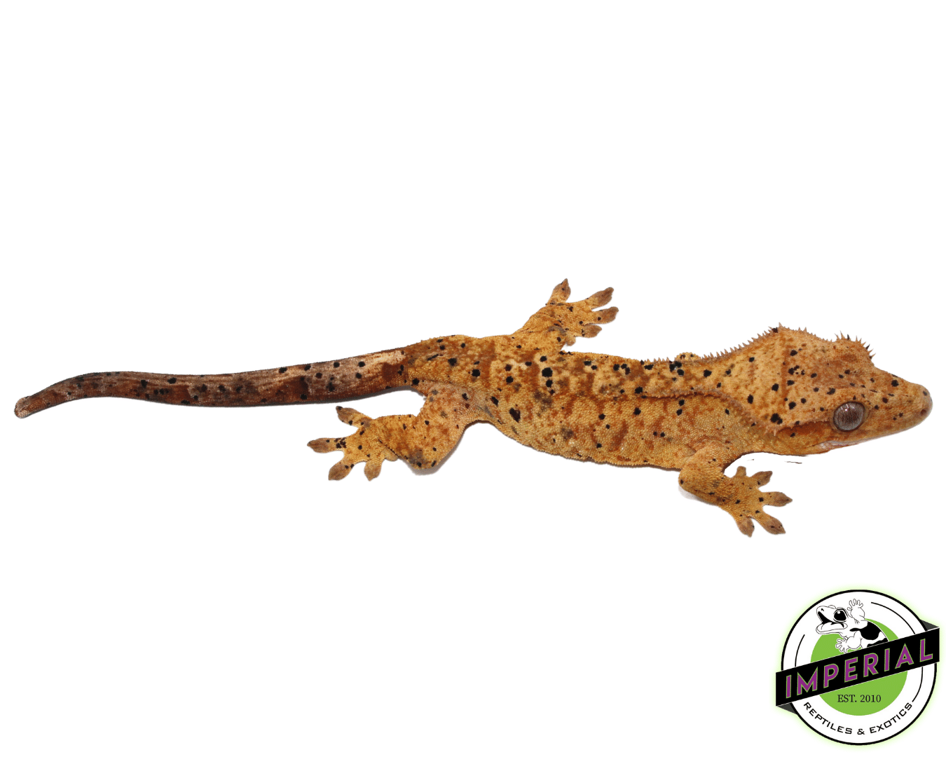 Yellow Brindle Dalmatian Crested Gecko pos Female (#101223-I14) — image 2