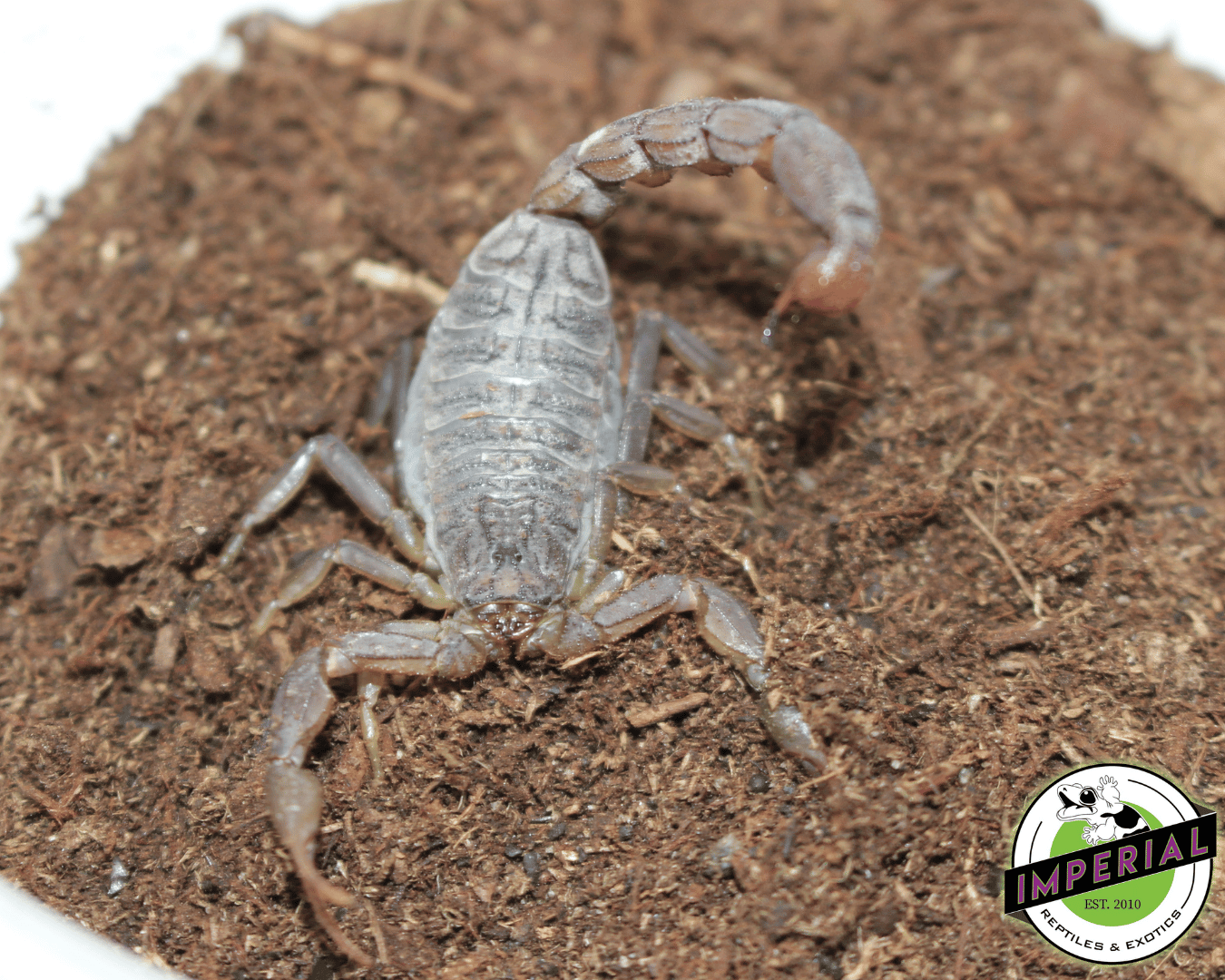 Yellow Congo Scorpion (Hottentota hottentota)