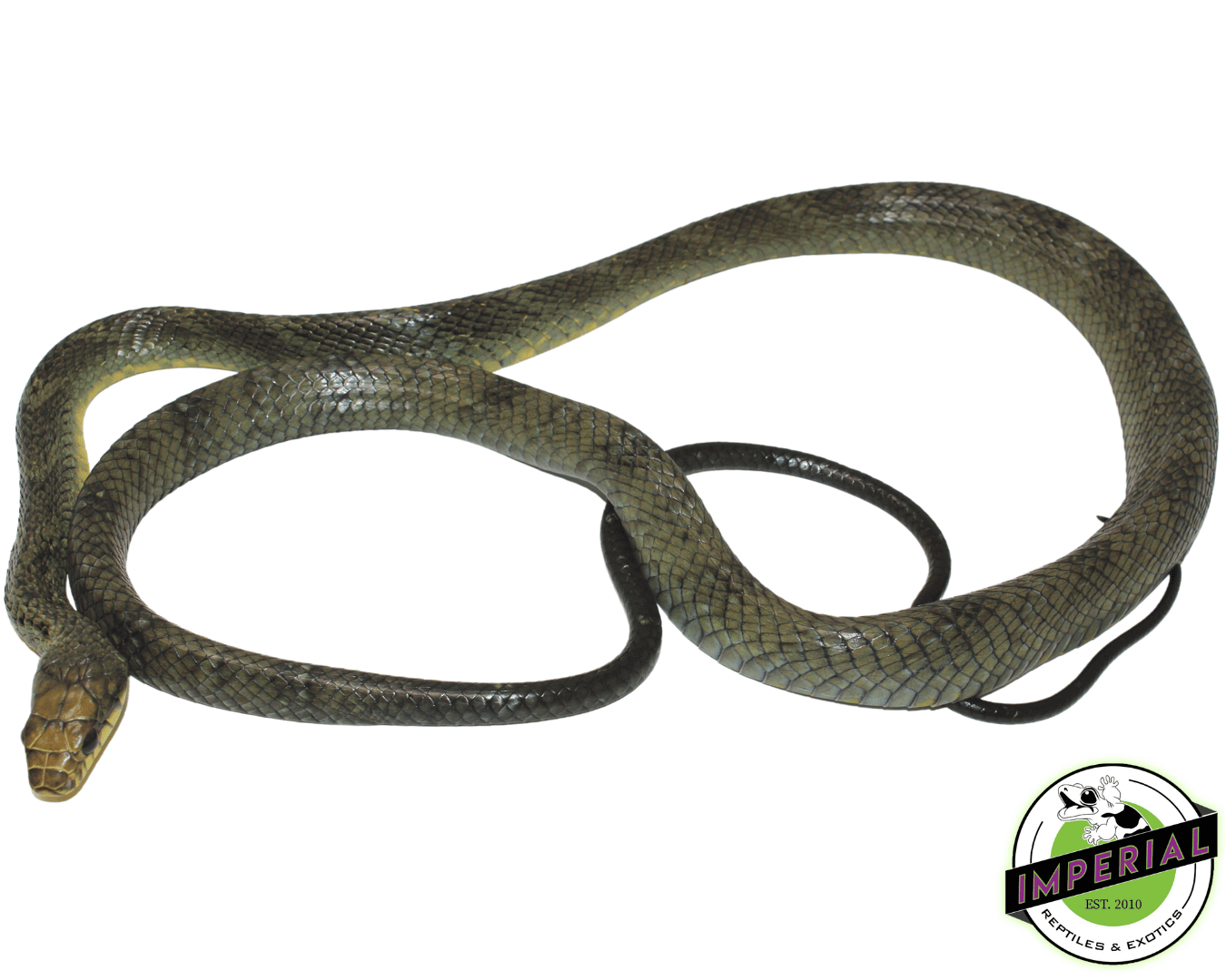 Yellow Puffing Snake