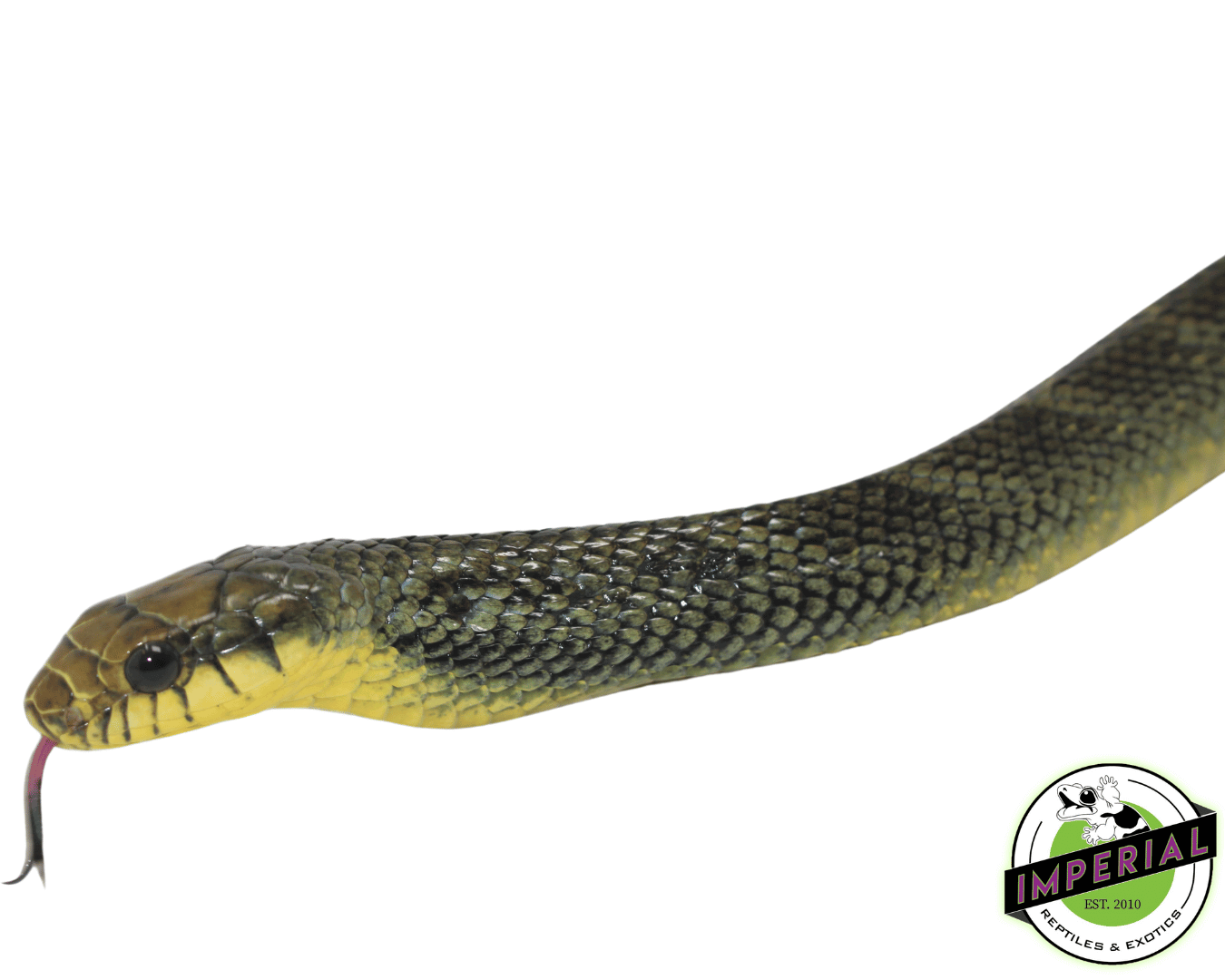Yellow Puffing Snake — image 2