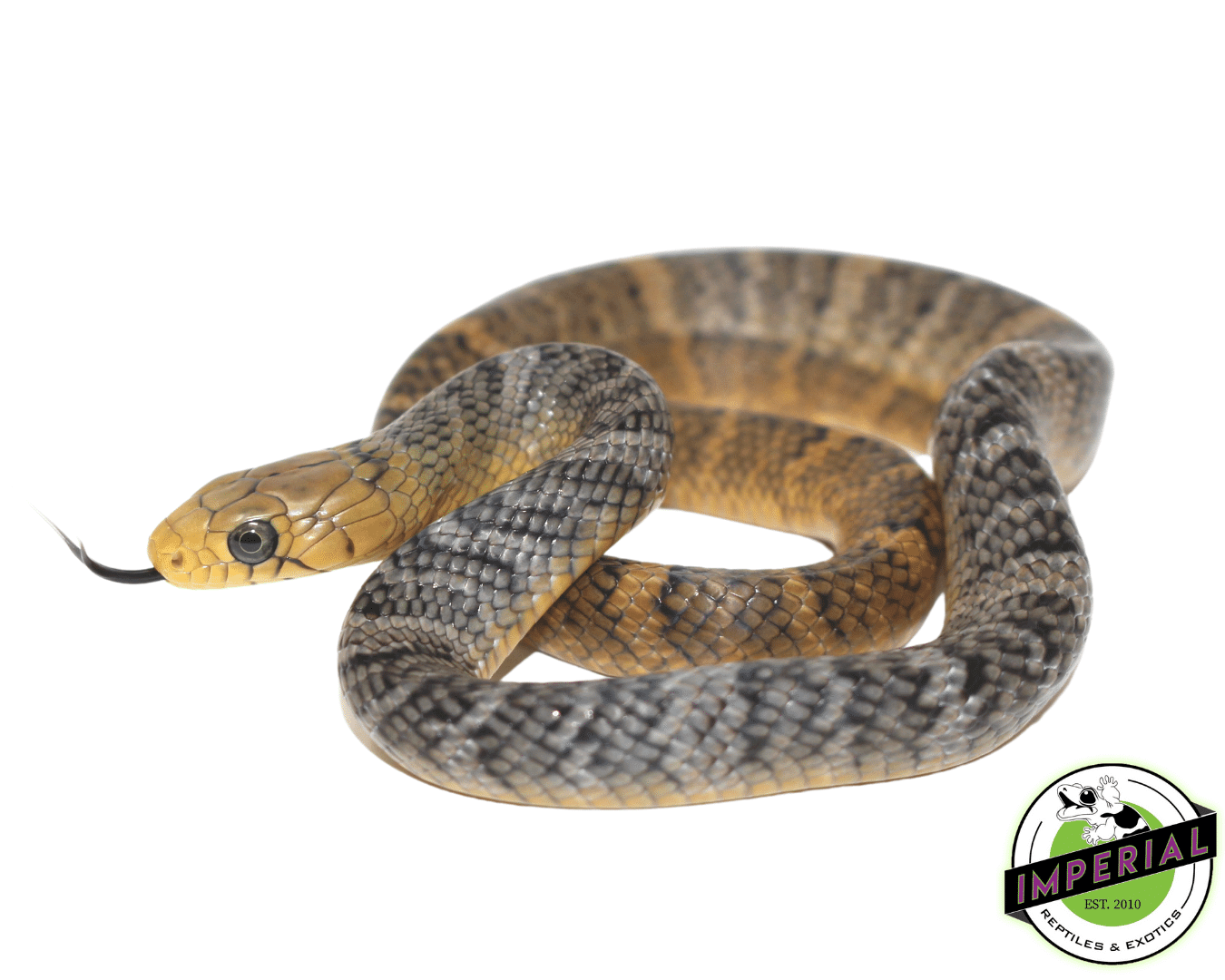 Yellow Tail Cribo Baby — image 2