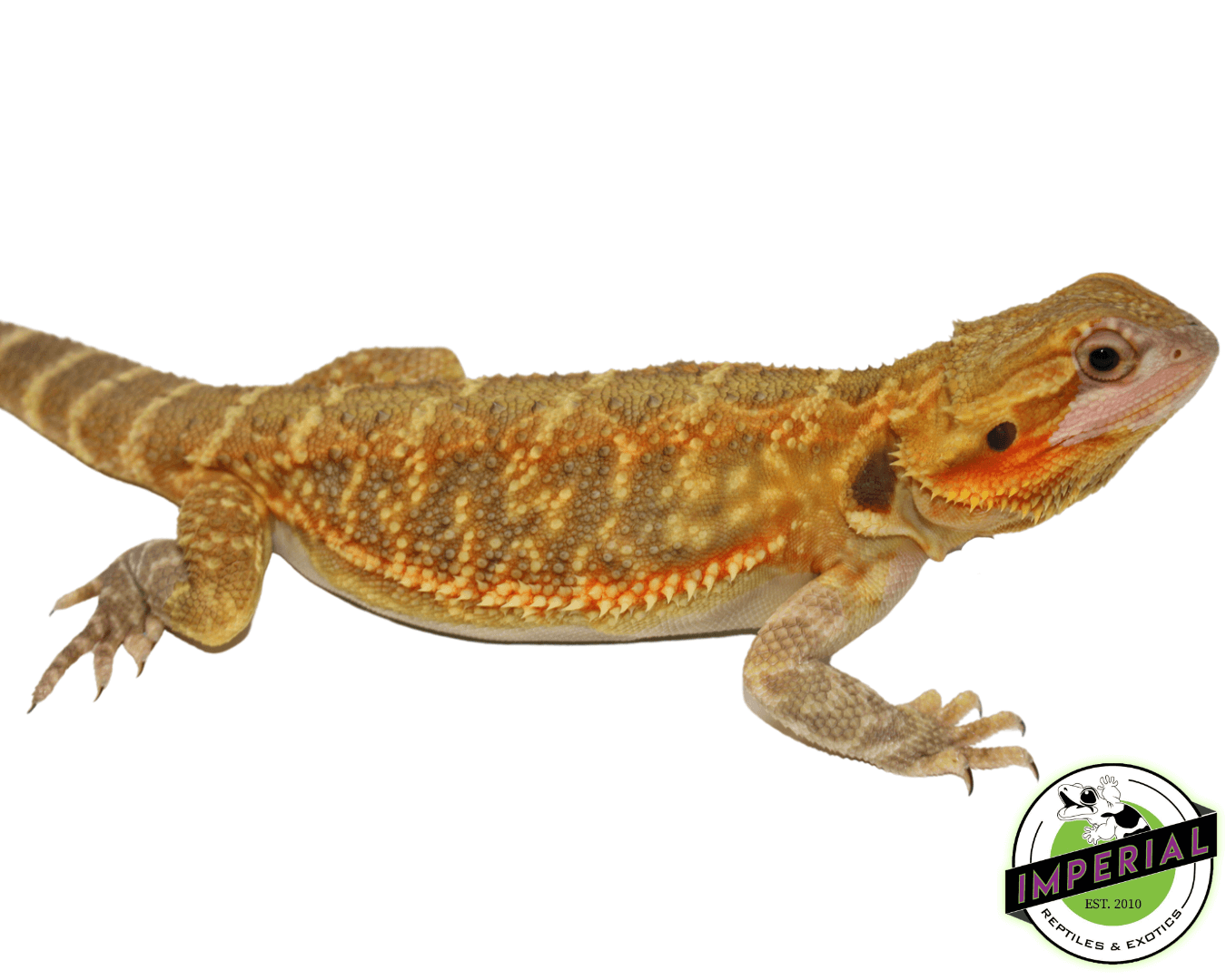 Yellow Translucent Bearded Dragon Young Adult — image 2