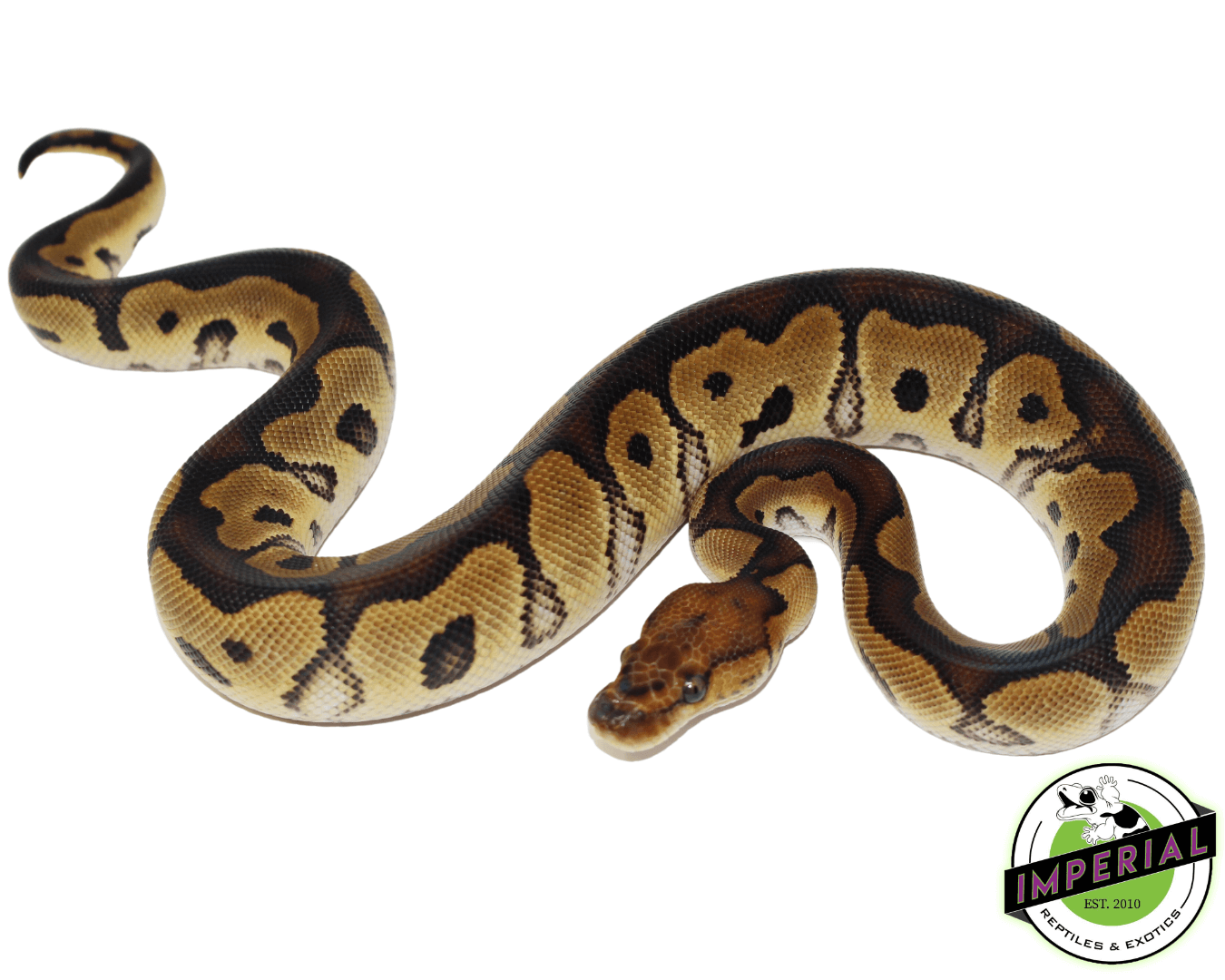 Yellowbelly Clown Ball Python — image 2