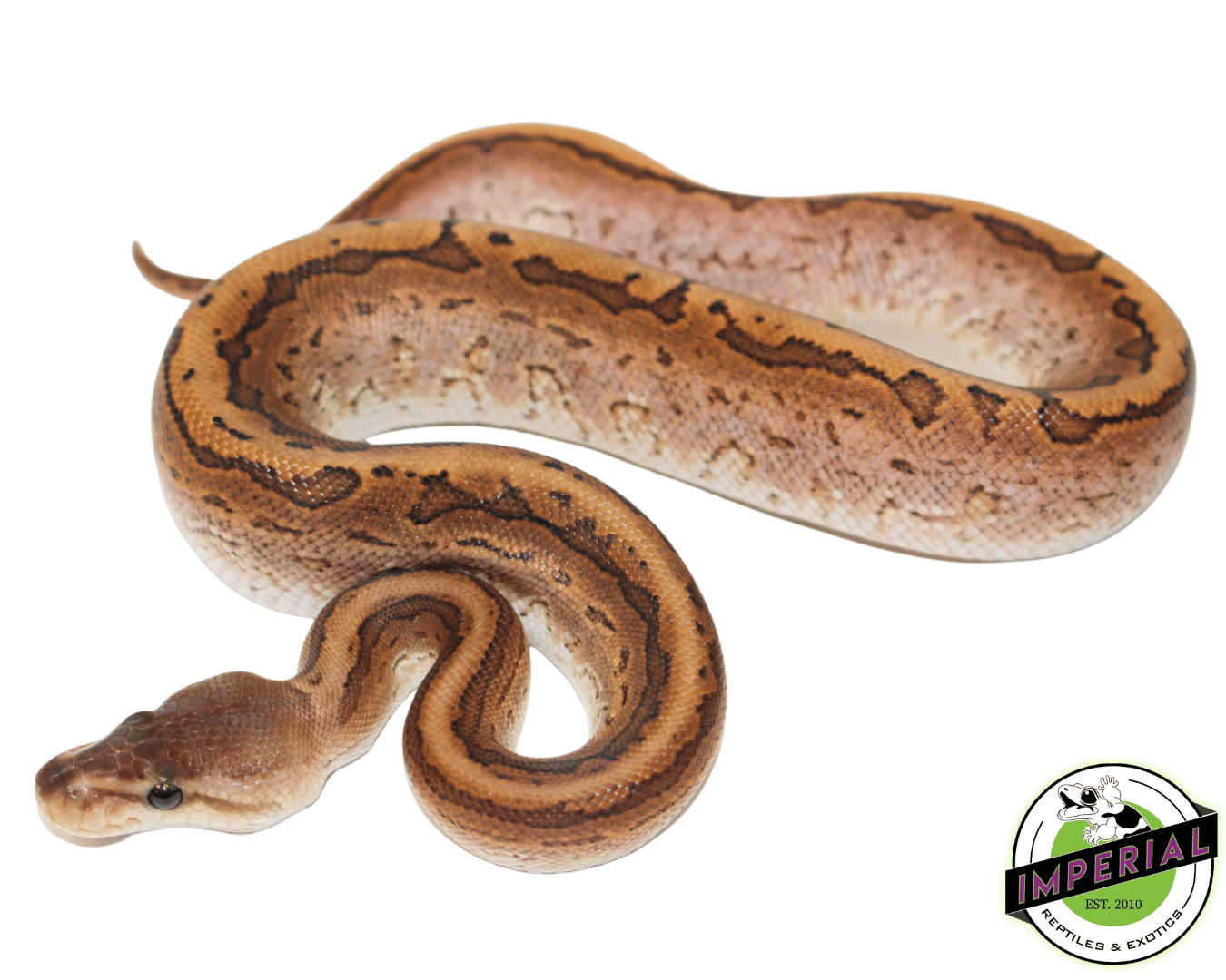 Yellowbelly Pinstripe Calico Ball Python
